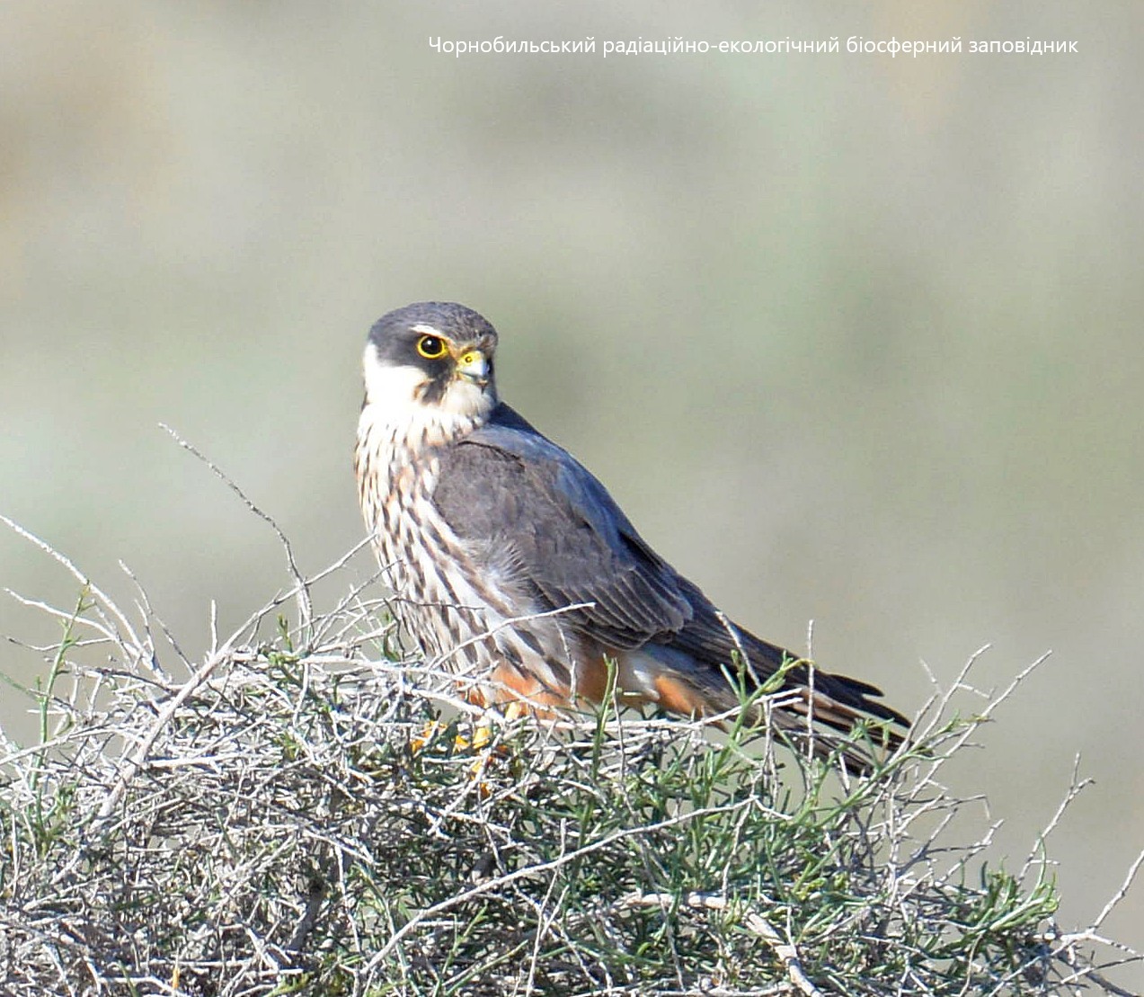 В Чернобыльском заповеднике показали птицу - примерного "семьянина" (фото)