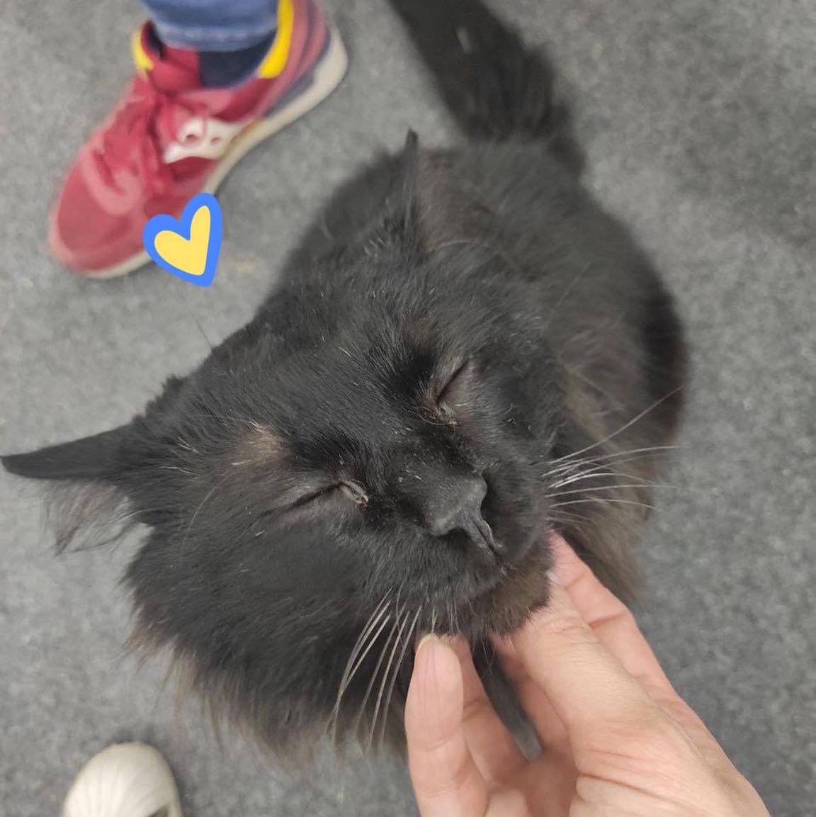 Возле Бучи из-под завалов дома спасли кота редкой породы: Бигги выжил чудом (фото)