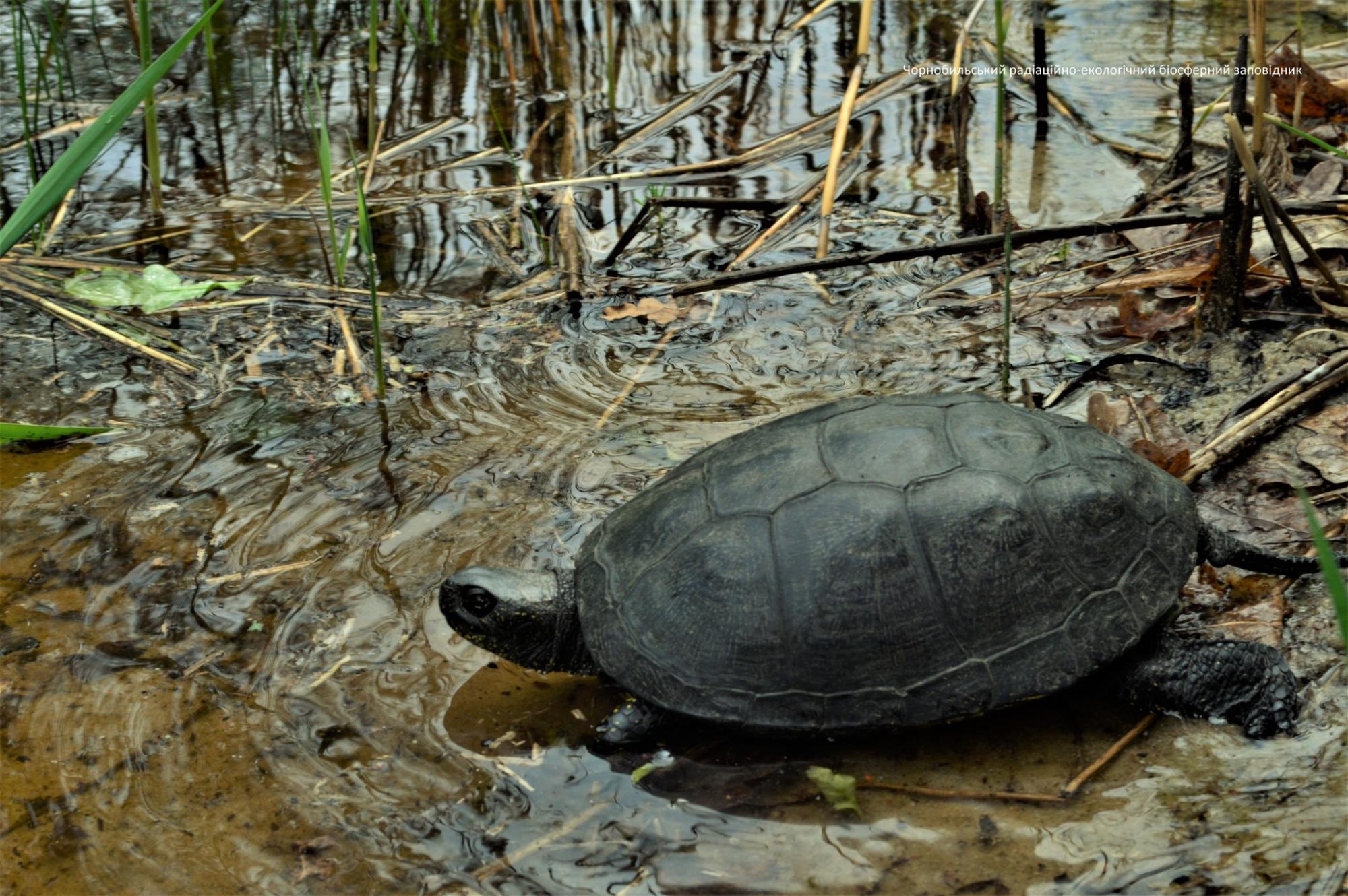 Единственная и неповторимая: в Чернобыле показали животное -"санитара водоема"