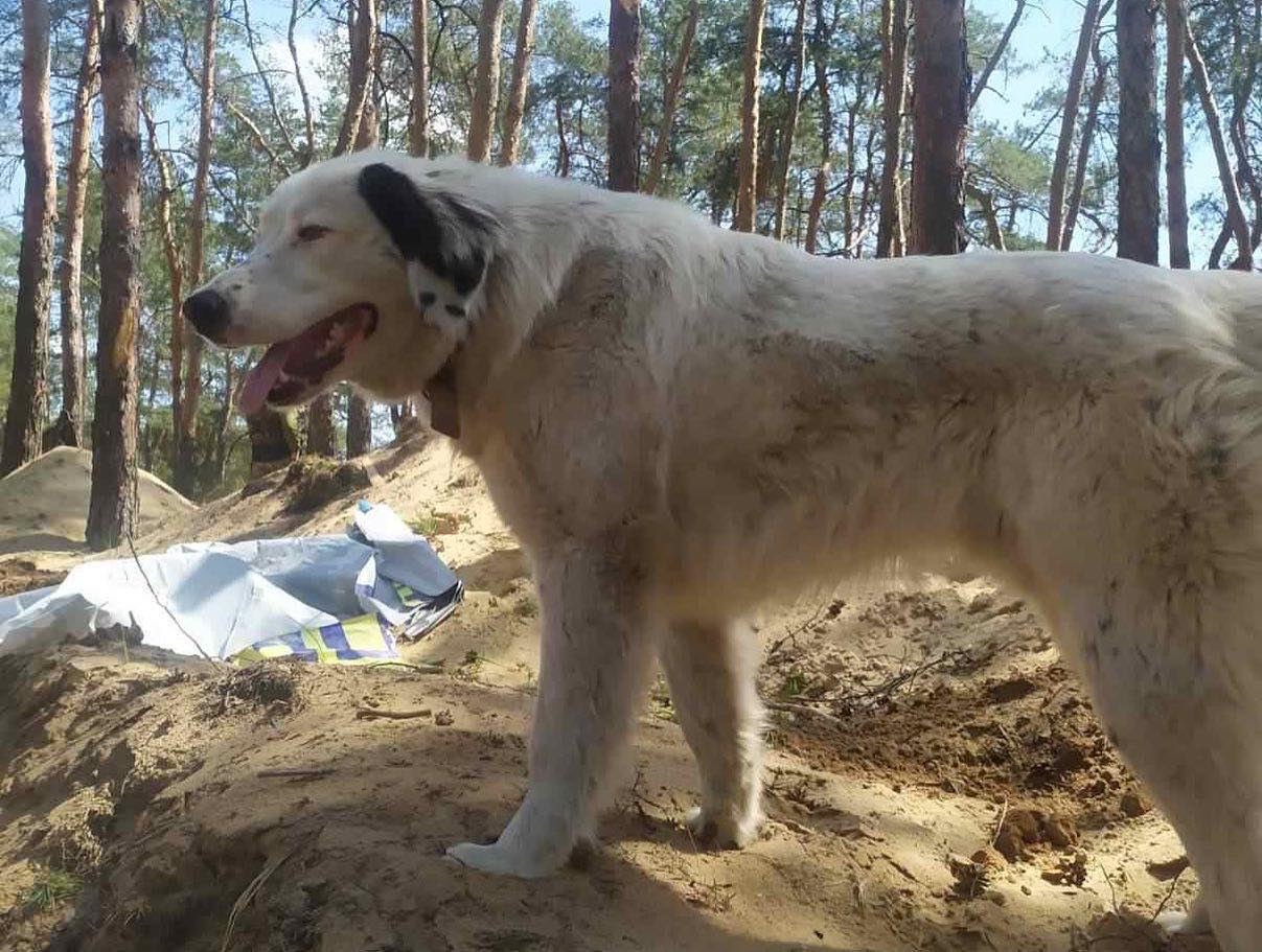 "Стережет сон и прогоняет крыс": с ВСУ "служит" четвероногий друг Бим