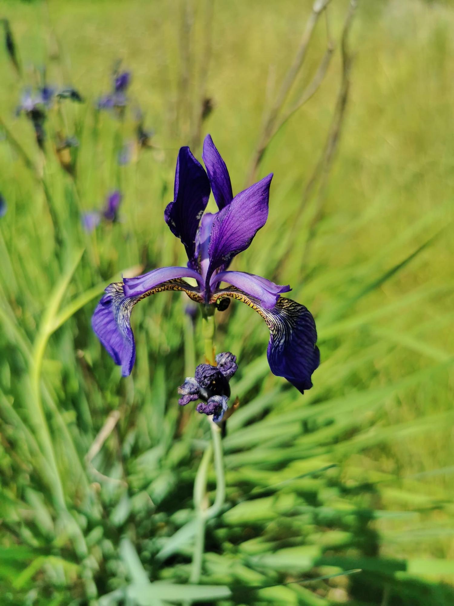 Краса Чернігівщини. У Міжрічинському парку знову проводять екскурсії