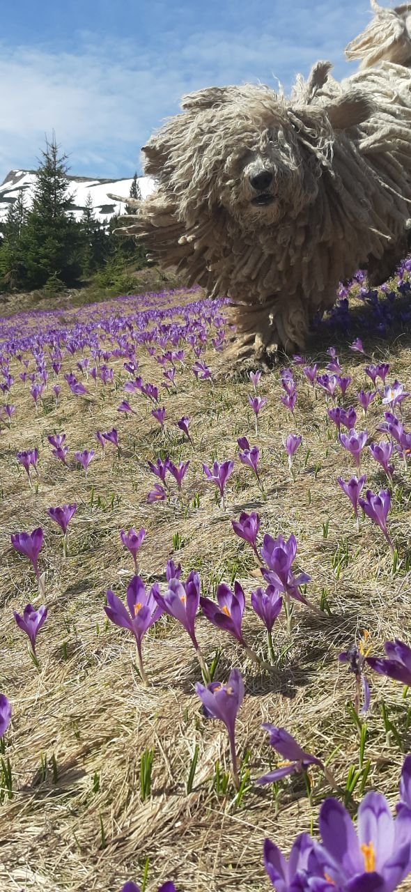 Украинские спасатели показали хвостатого "психолога" Сикро: чем прославился пес