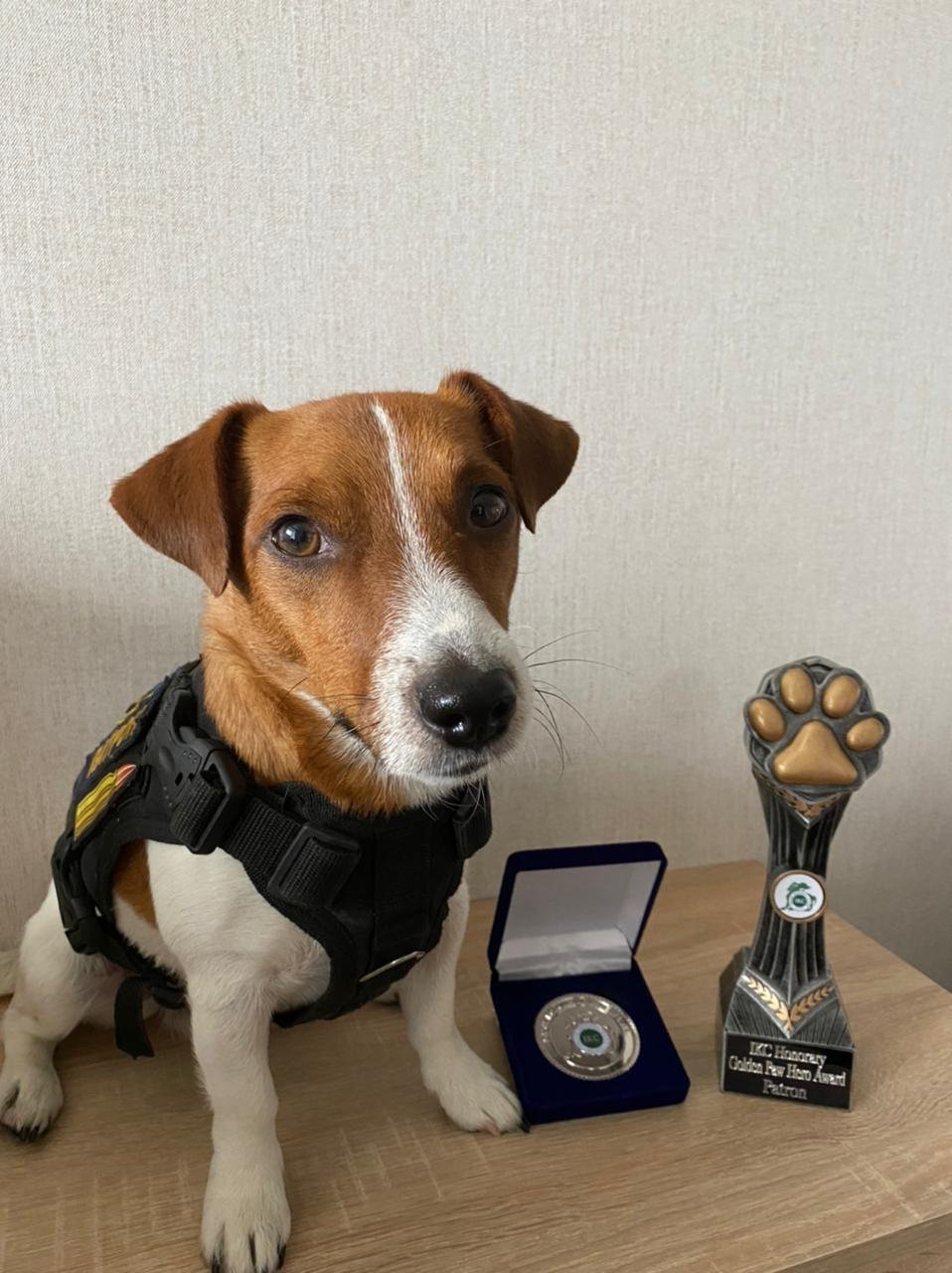 Пес Патрон получил награду "Золотая лапа" кинологического клуба Ирландии