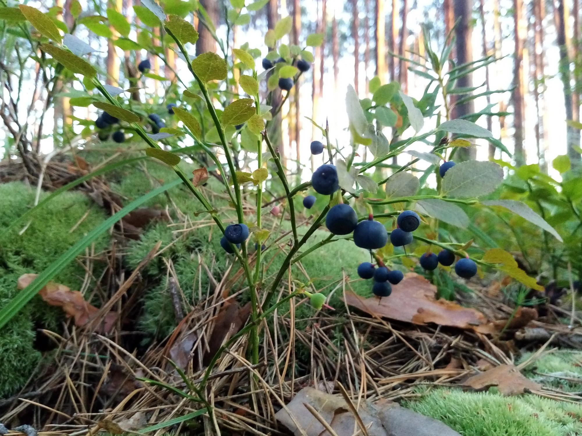 Краса Чернігівщини. У Міжрічинському парку знову проводять екскурсії