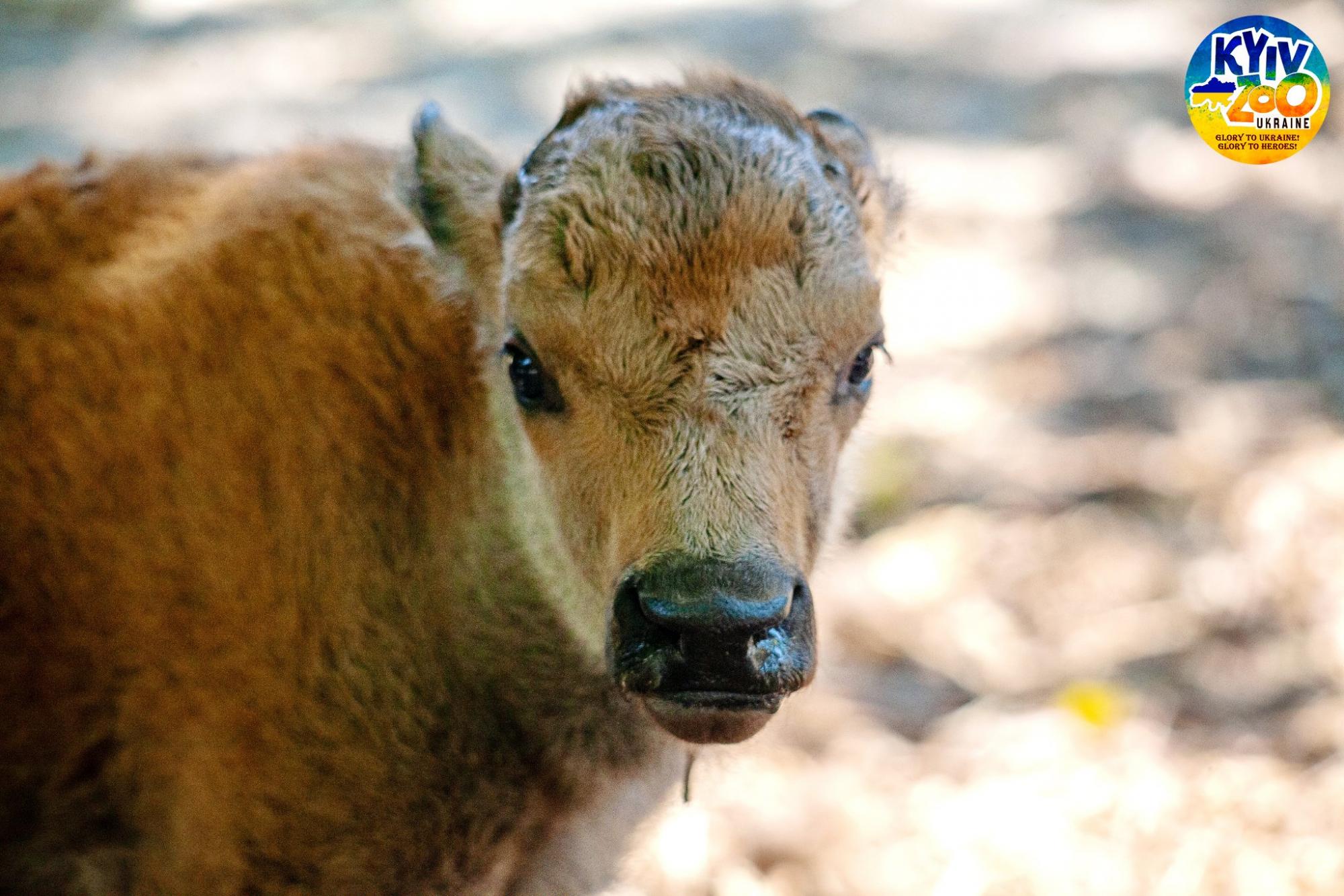 В Киевском зоопарке - очаровательное пополнение: мимишные фото малышей