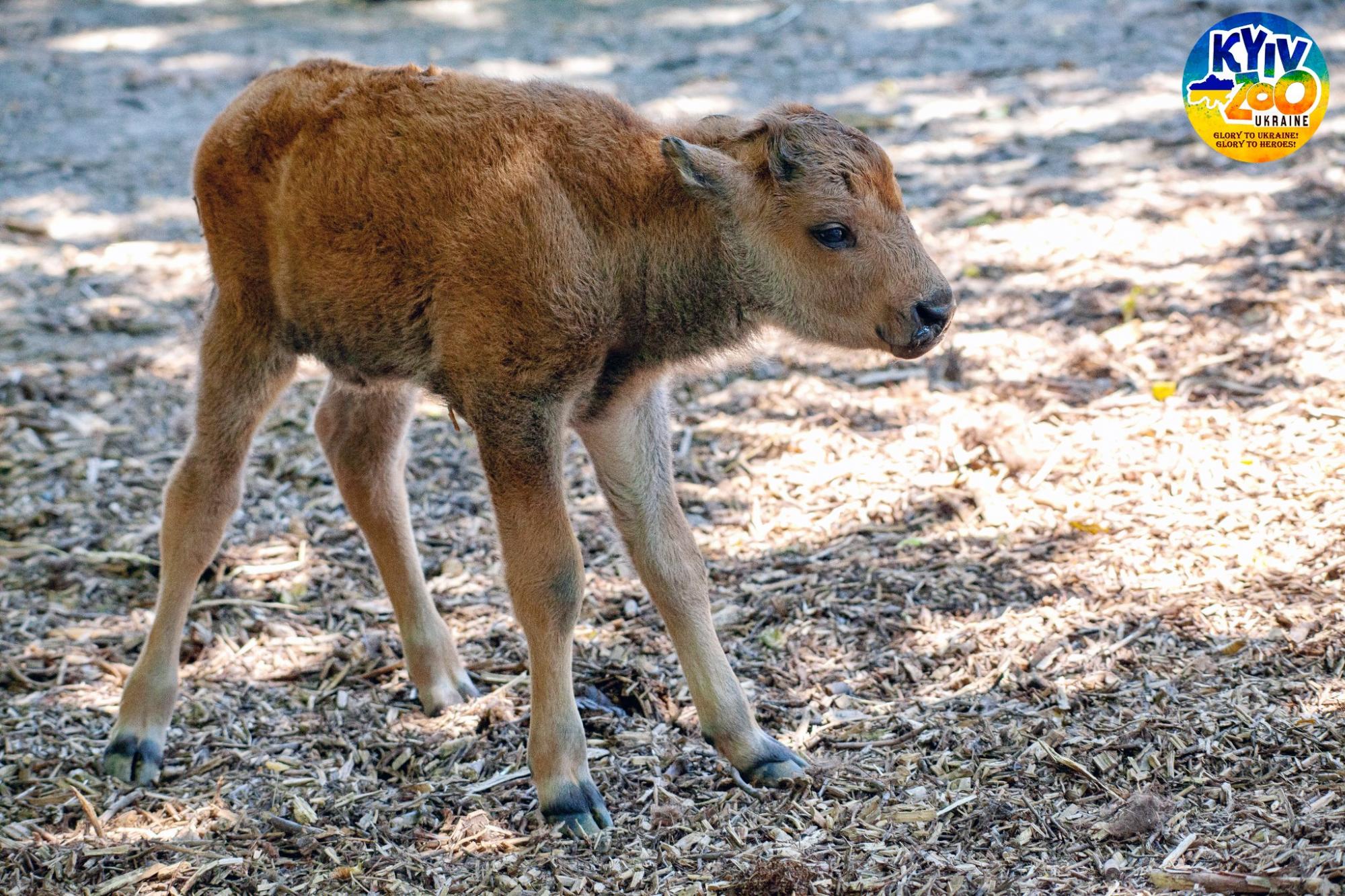 В Киевском зоопарке - очаровательное пополнение: мимишные фото малышей