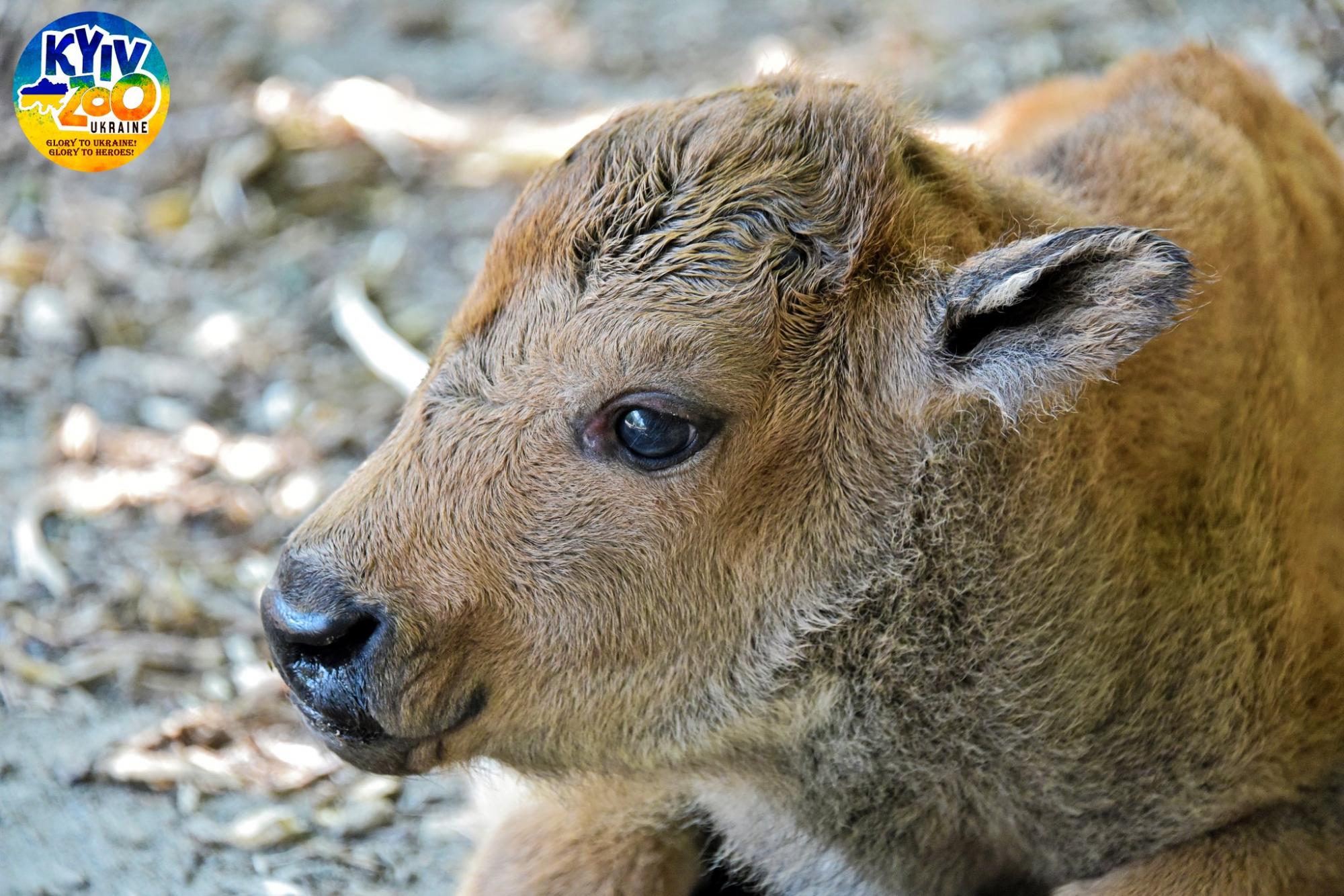 В Киевском зоопарке - очаровательное пополнение: мимишные фото малышей