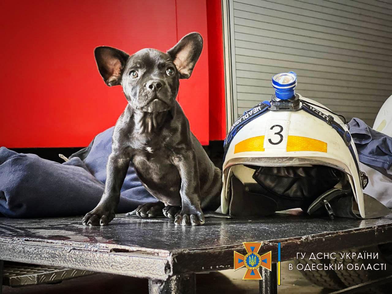 Одесские спасатели показали своего пса-талисмана: Мажор может стать конкурентом Патрону