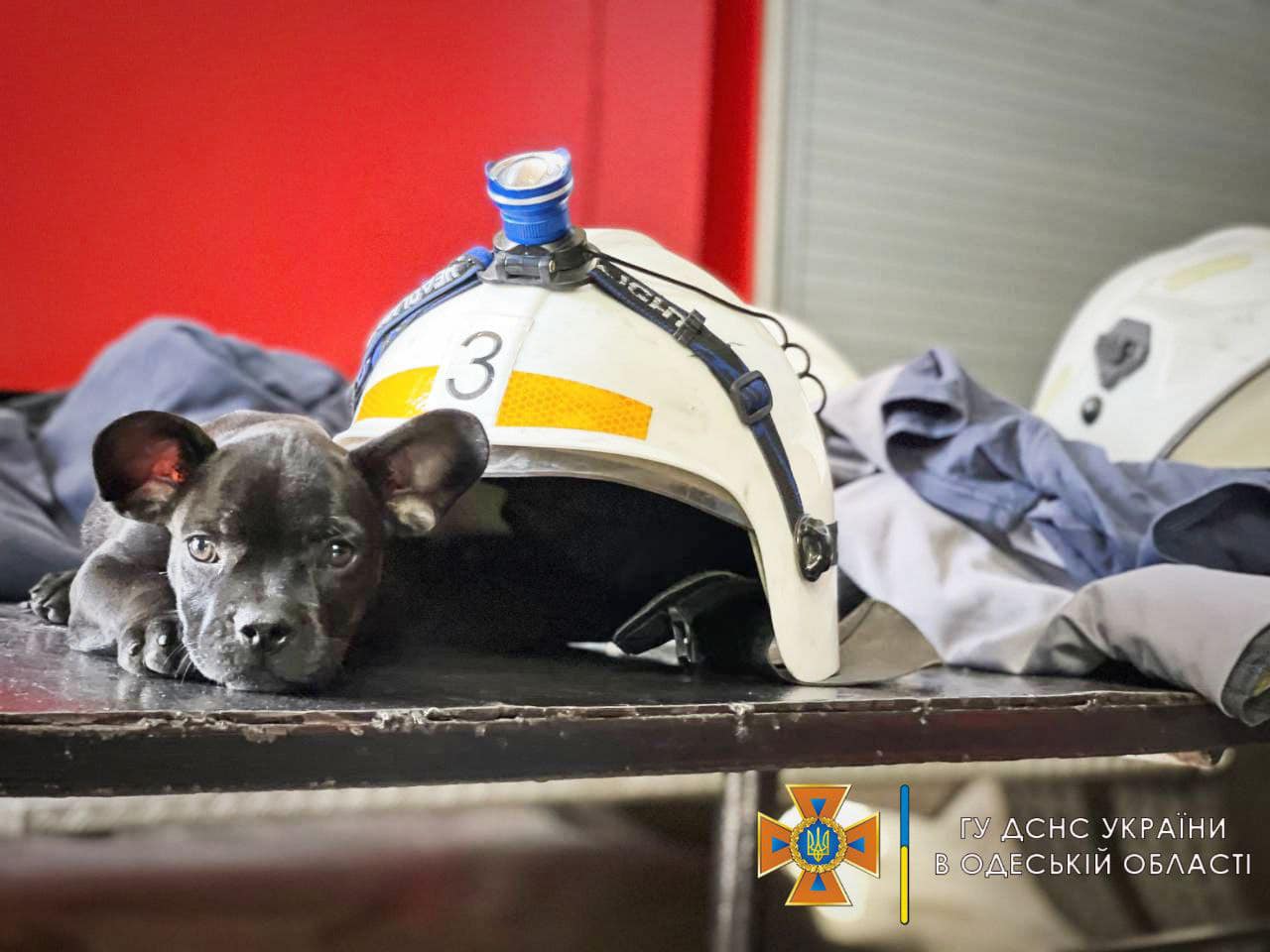 Одесские спасатели показали своего пса-талисмана: Мажор может стать конкурентом Патрону