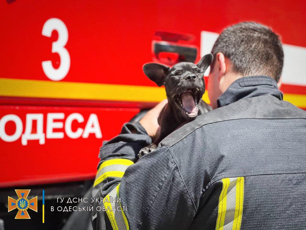 Одесские спасатели показали своего пса-талисмана: Мажор может стать конкурентом Патрону