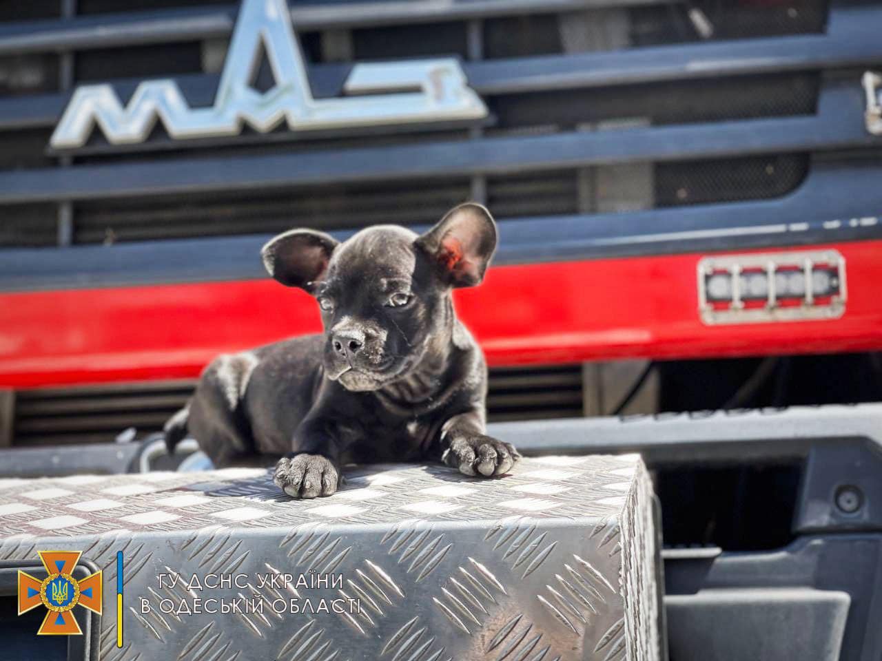 Одесские спасатели показали своего пса-талисмана: Мажор может стать конкурентом Патрону
