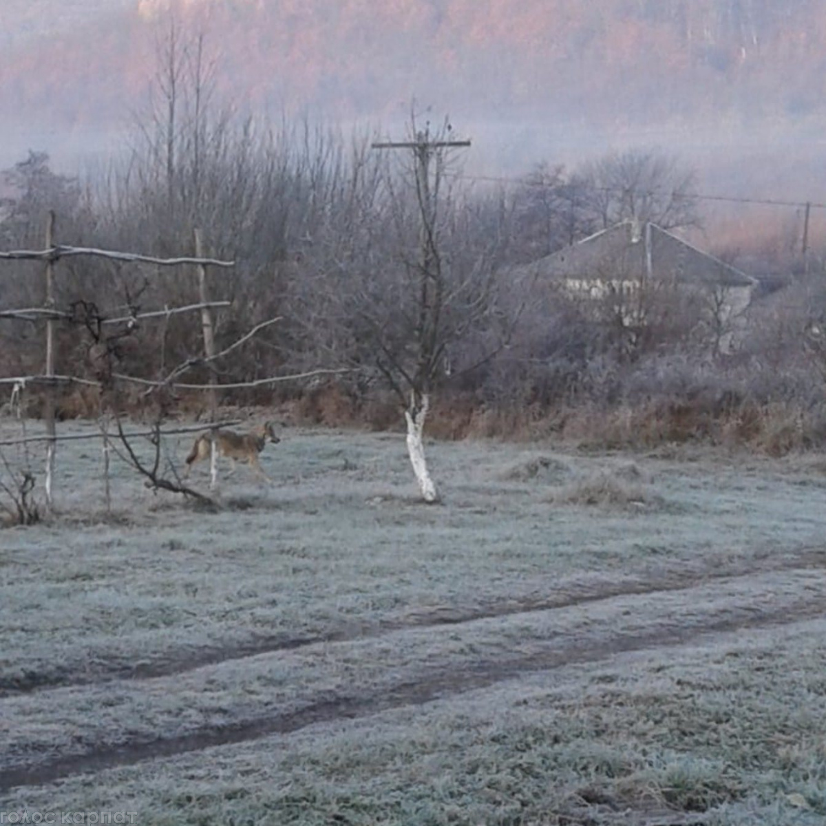 На Закарпатті біля житлових будинків помітили вовка (фото)