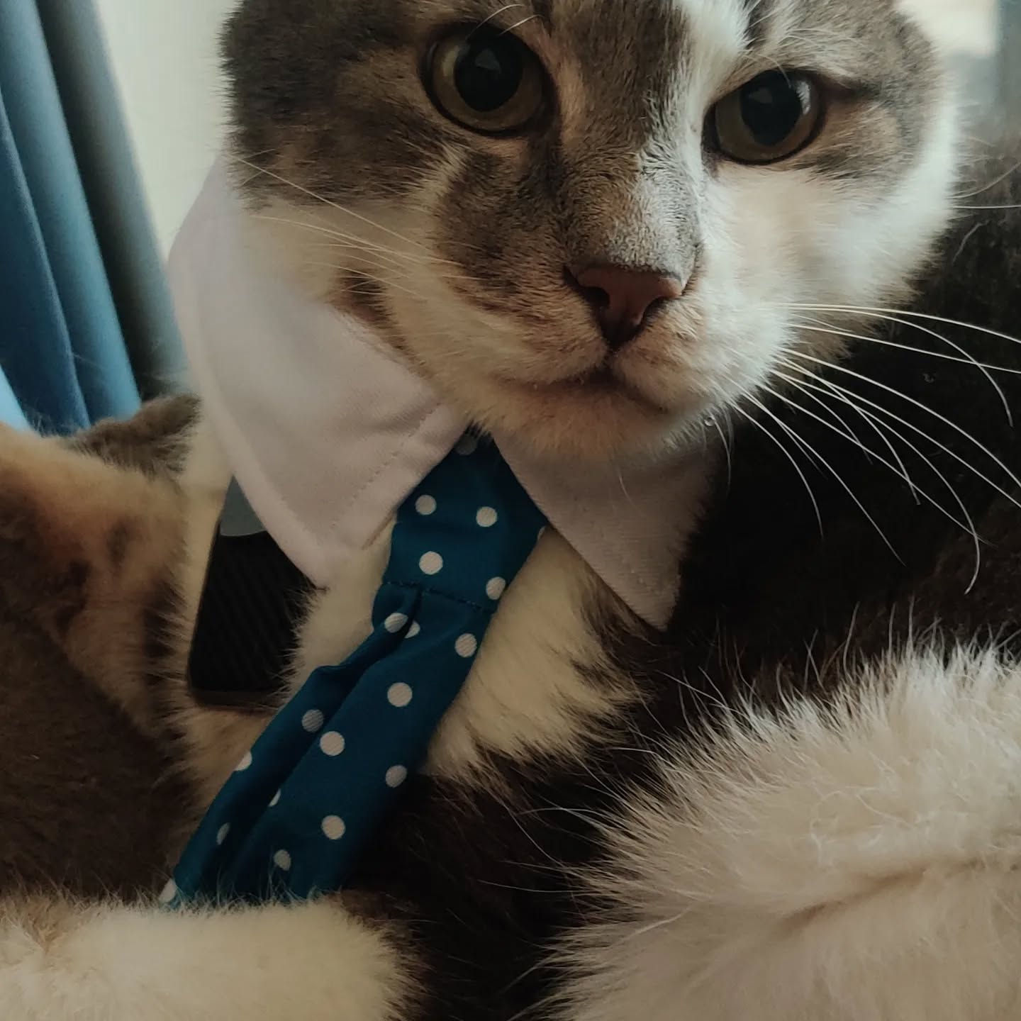 Этот кот из приюта удивил весь мир: он стал сенсацией, потому что сделал действительно невозможное