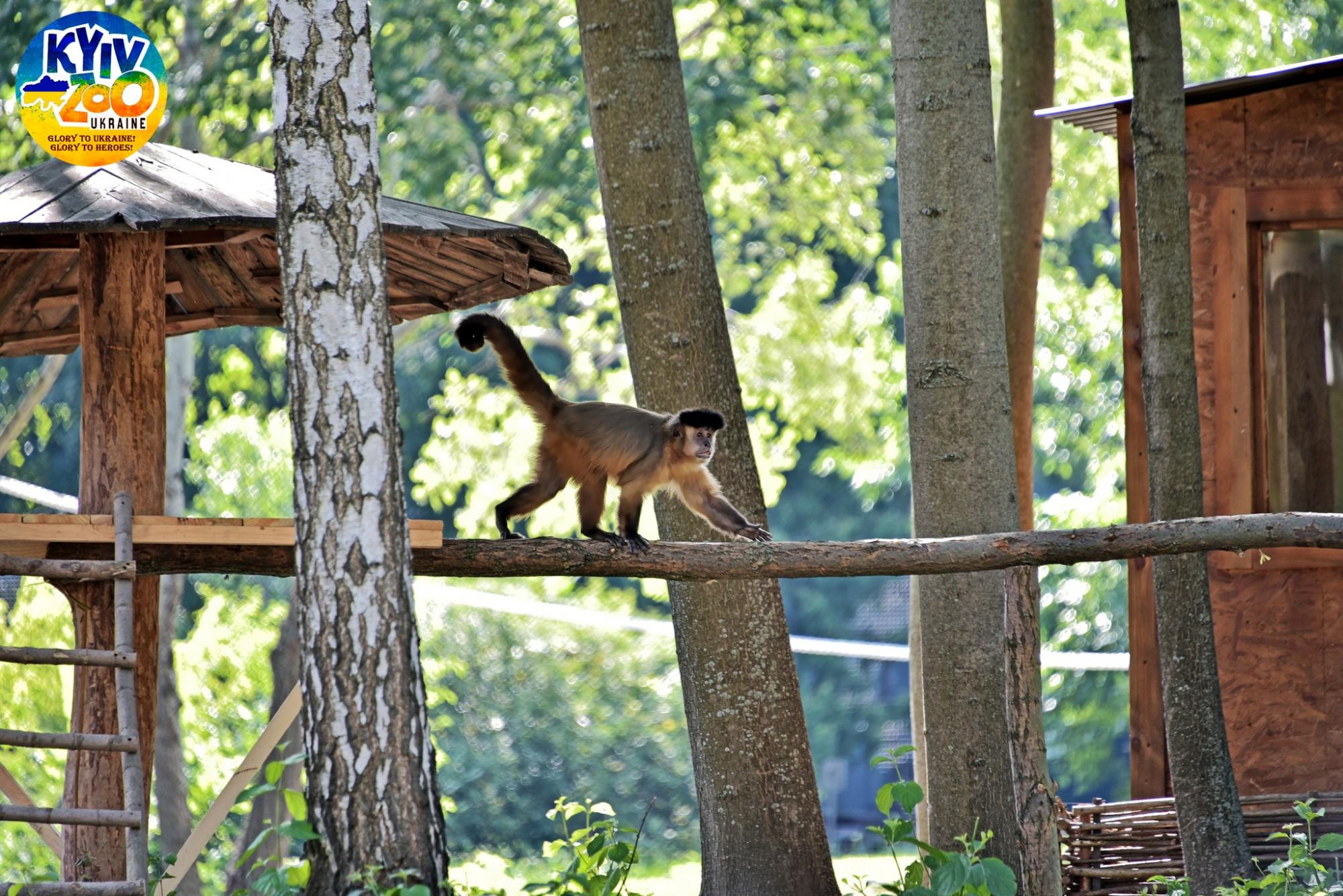 У Київському зоопарку волохатим тваринам виділили цілий острів: дивіться фото сімейства