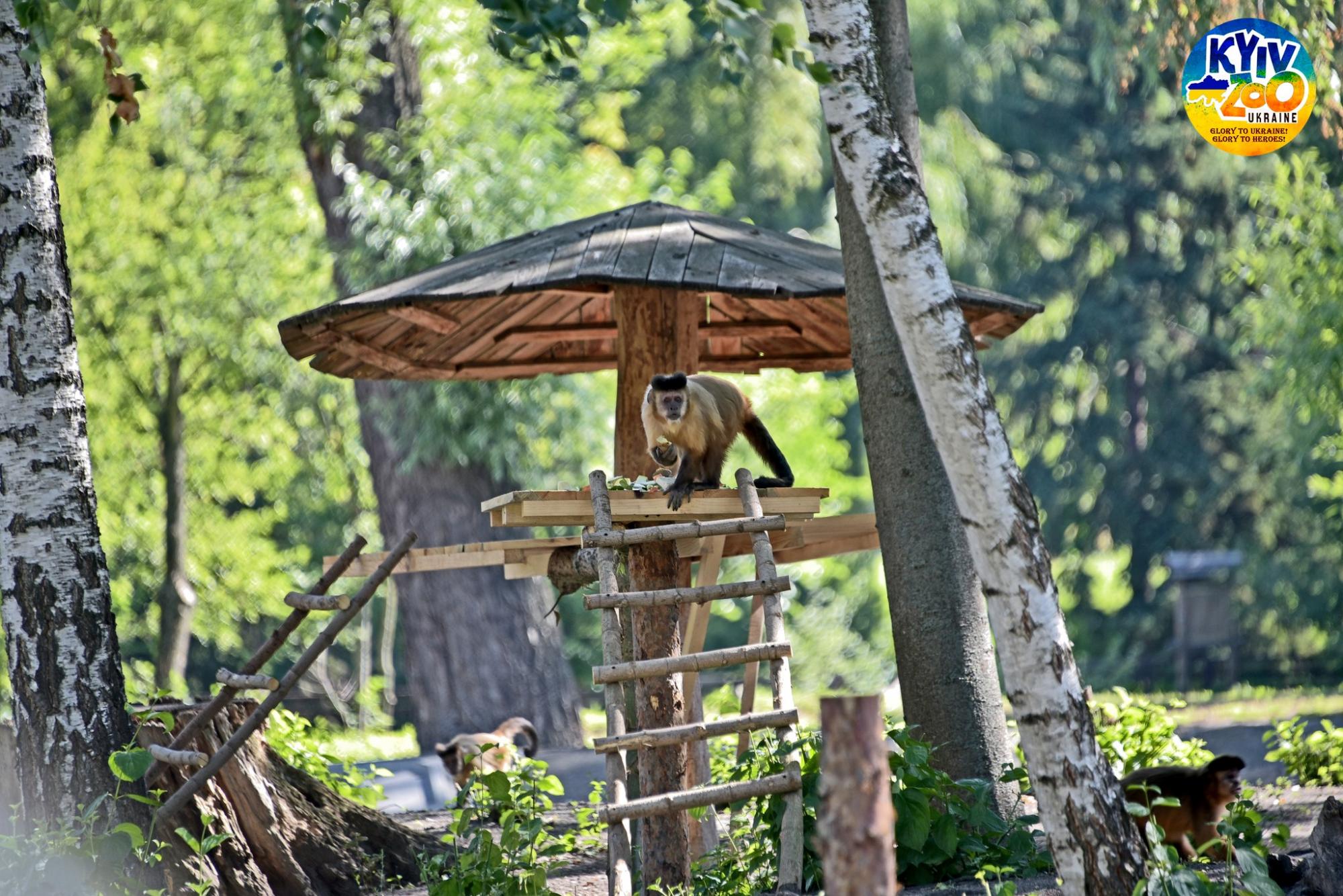 У Київському зоопарку волохатим тваринам виділили цілий острів: дивіться фото сімейства