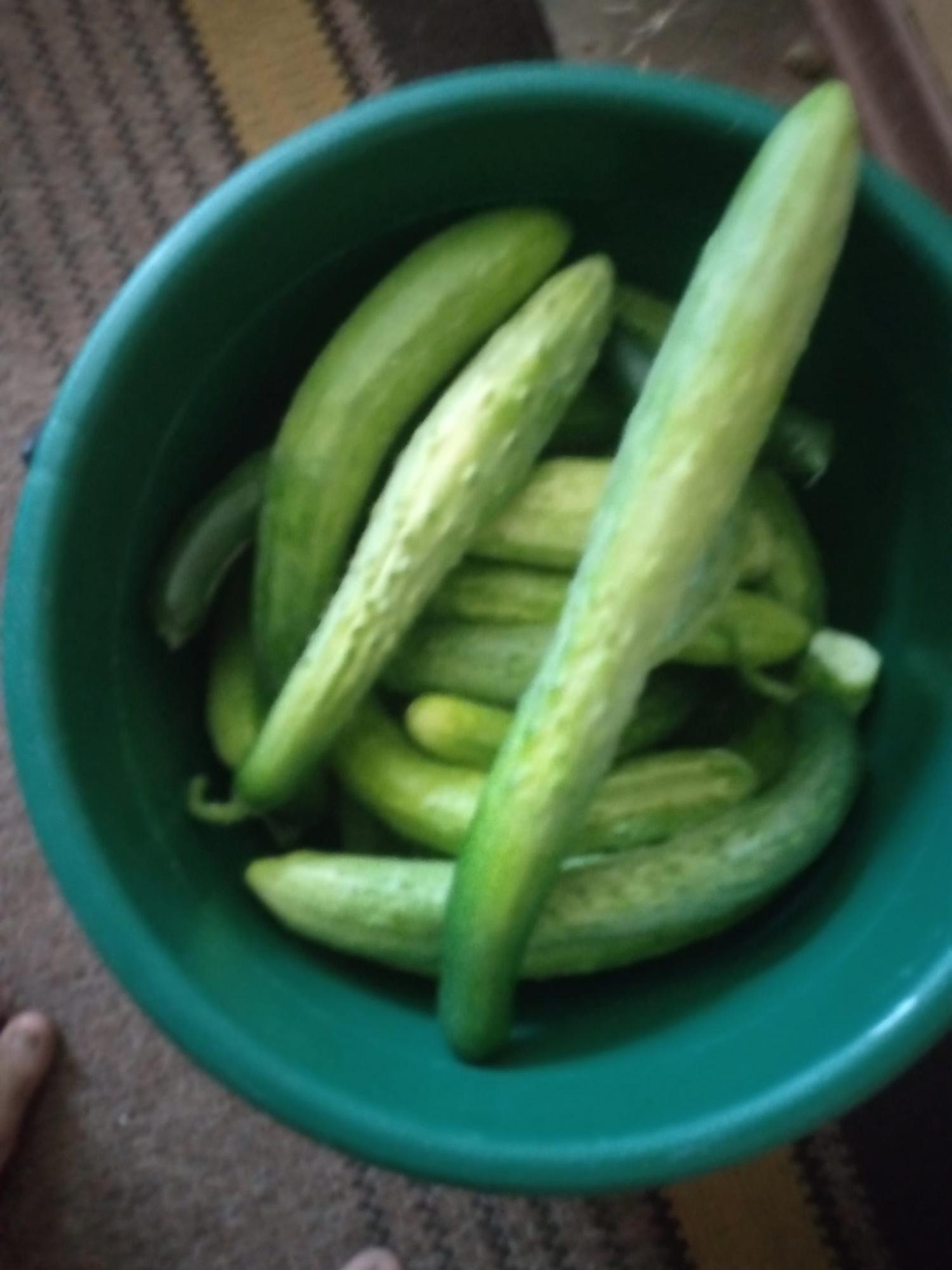 "Джавеліни": на Волині жінка виростила велетенський огірок (фото)