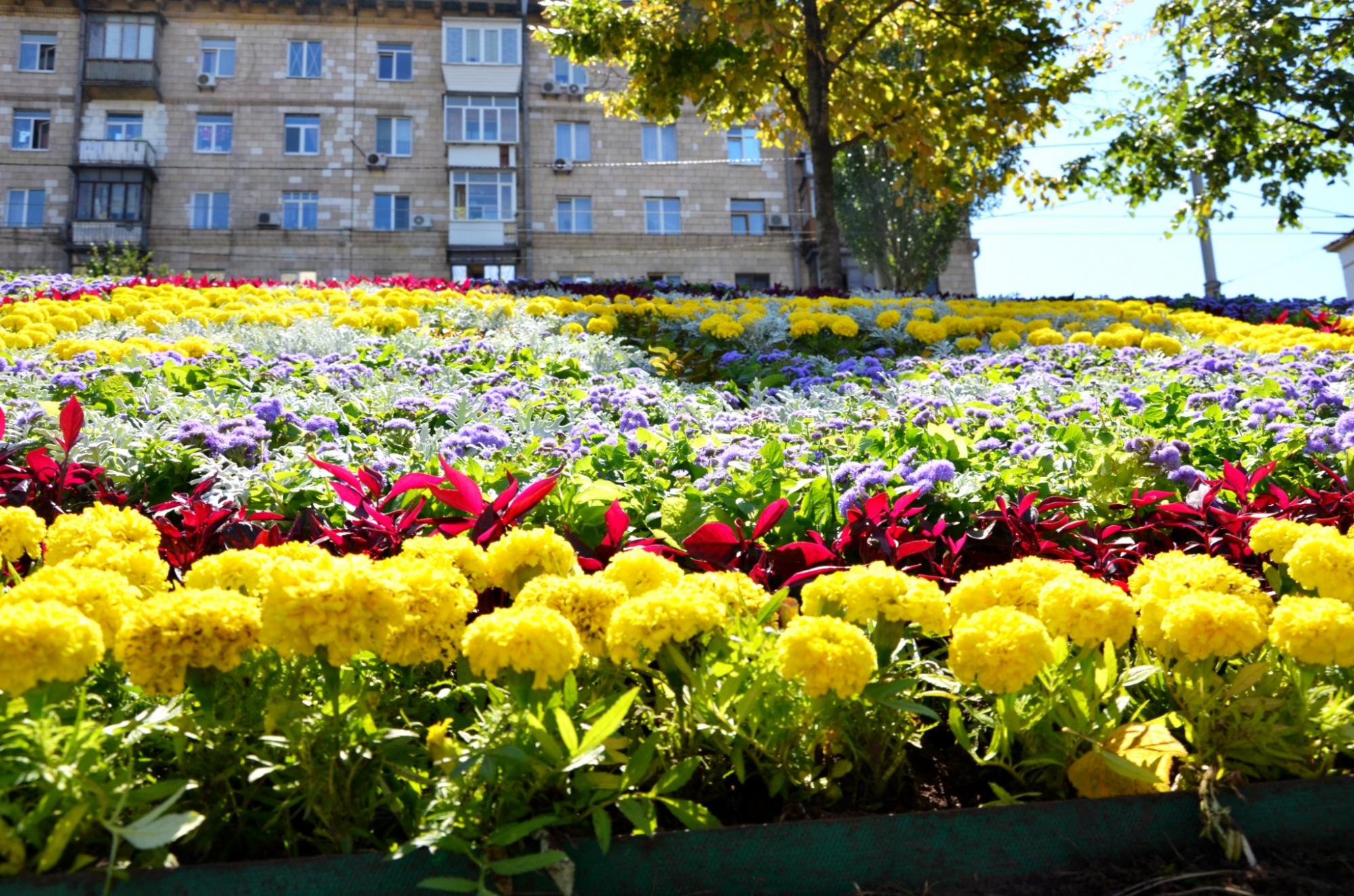 В Киеве появился цветущий живой памятник мужеству героев "азовцев": яркие фото