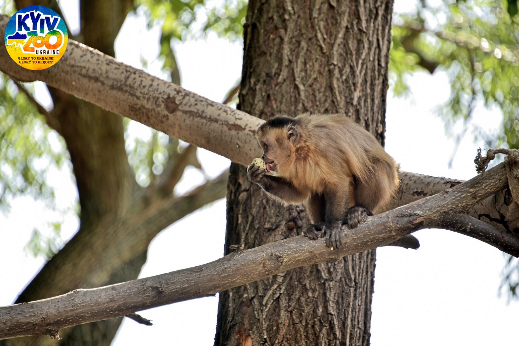 У Київському зоопарку волохатим тваринам виділили цілий острів: дивіться фото сімейства