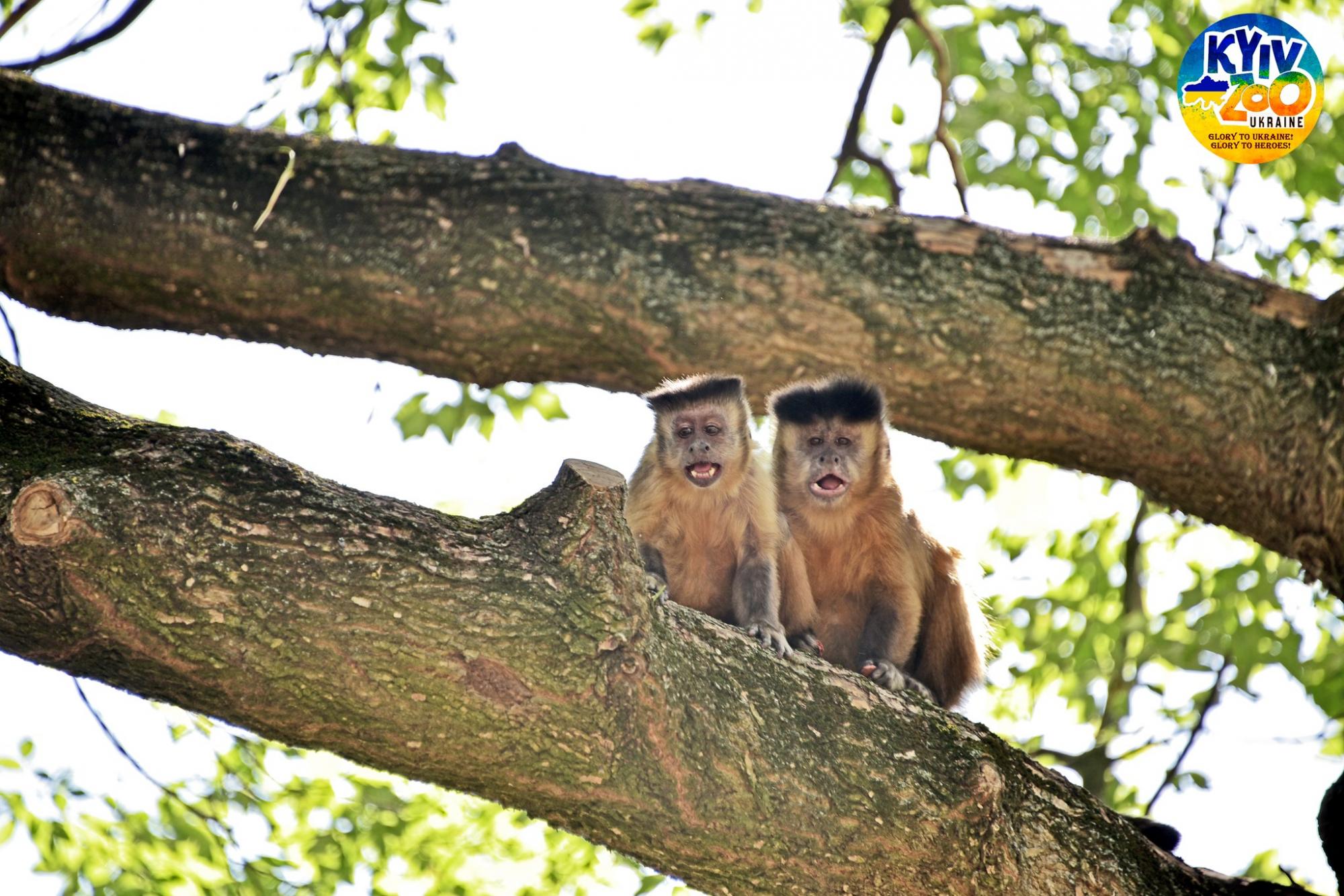У Київському зоопарку волохатим тваринам виділили цілий острів: дивіться фото сімейства