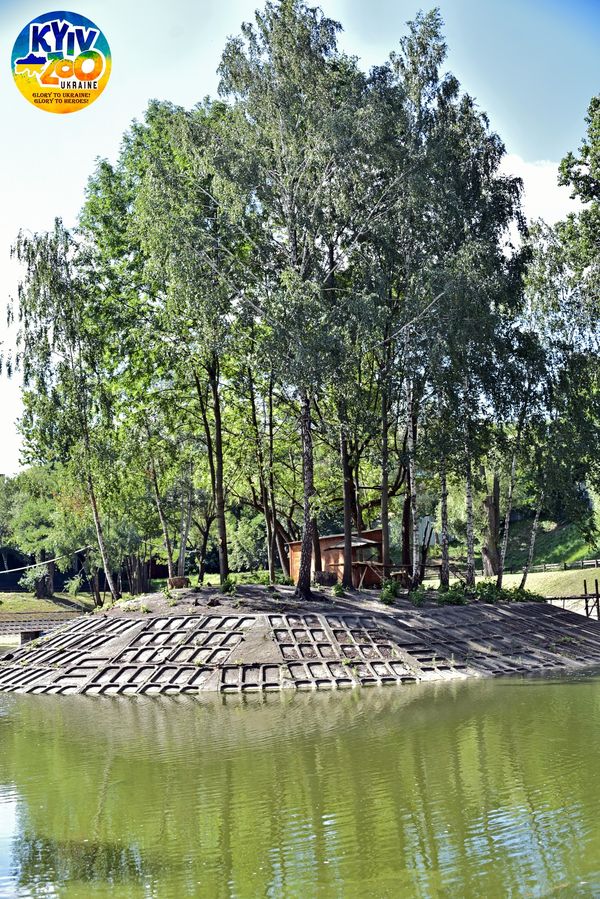 У Київському зоопарку волохатим тваринам виділили цілий острів: дивіться фото сімейства