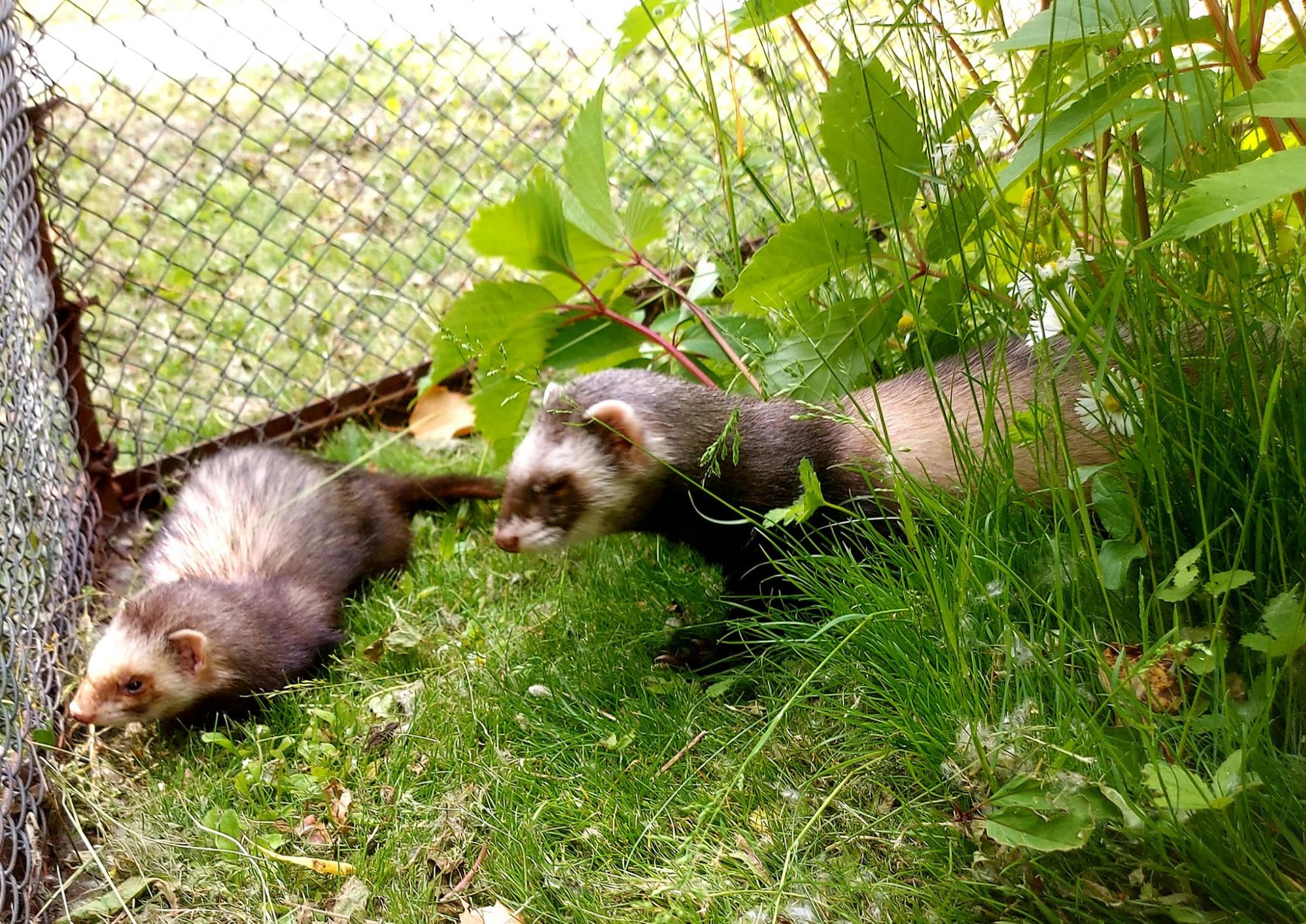 Обезьянки Анфиса и Чарлик, ослик Ося, еноты Мишка, Леля, Динька: в зоопарке под Херсоном погибло более 300 животных