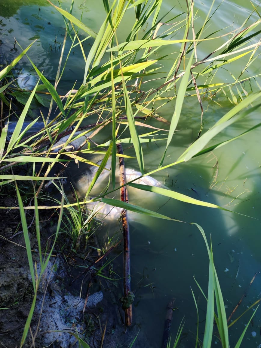 Під Києвом на великому озері масово гине риба: екологи з'ясовують причини (фото)