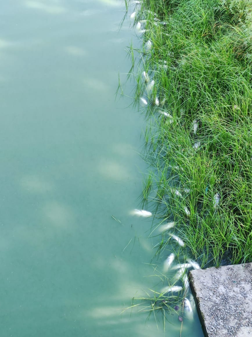 Під Києвом на великому озері масово гине риба: екологи з'ясовують причини (фото)