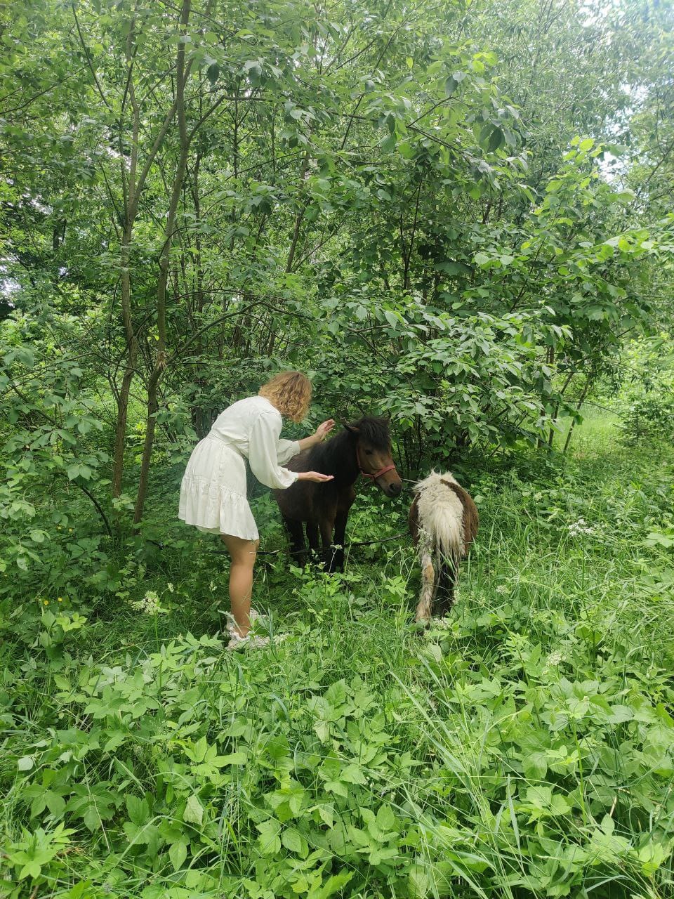 Военный ВСУ спас двух пони: Капа и Маленькая любят мюсли и радуют защитников (фото)