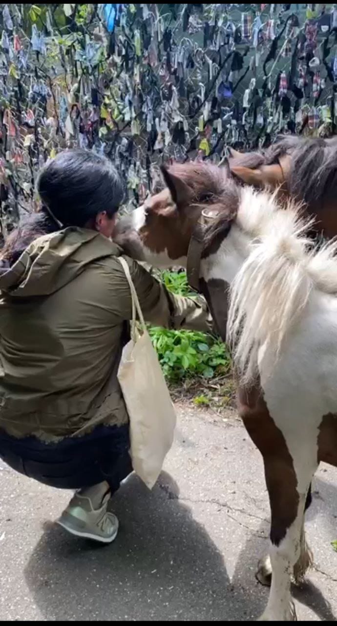 Военный ВСУ спас двух пони: Капа и Маленькая любят мюсли и радуют защитников (фото)