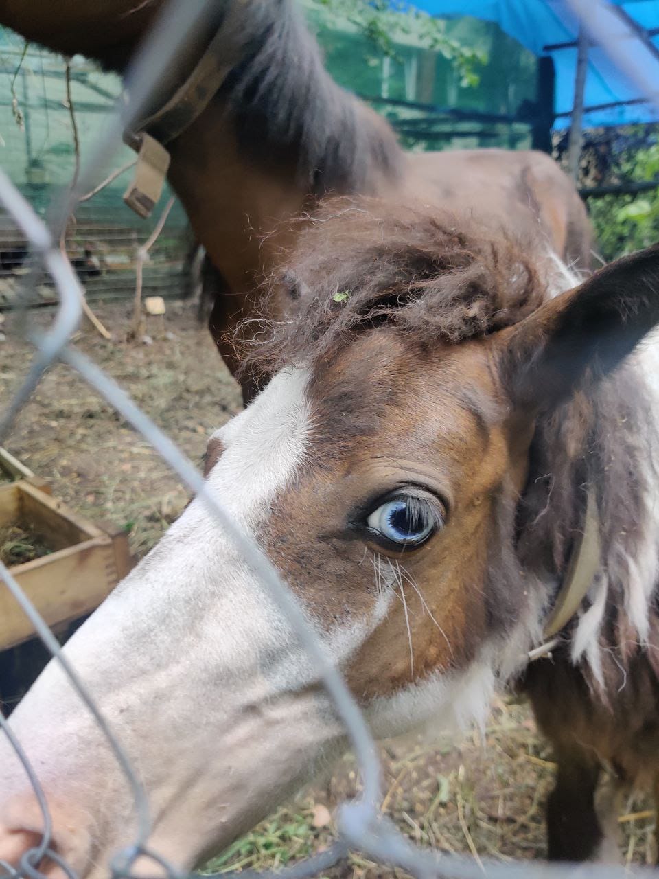 Военный ВСУ спас двух пони: Капа и Маленькая любят мюсли и радуют защитников (фото)