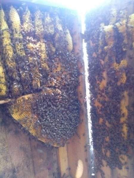 Невероятная история спасения целого роя пчел: прибились к военным прямо на линии фронта