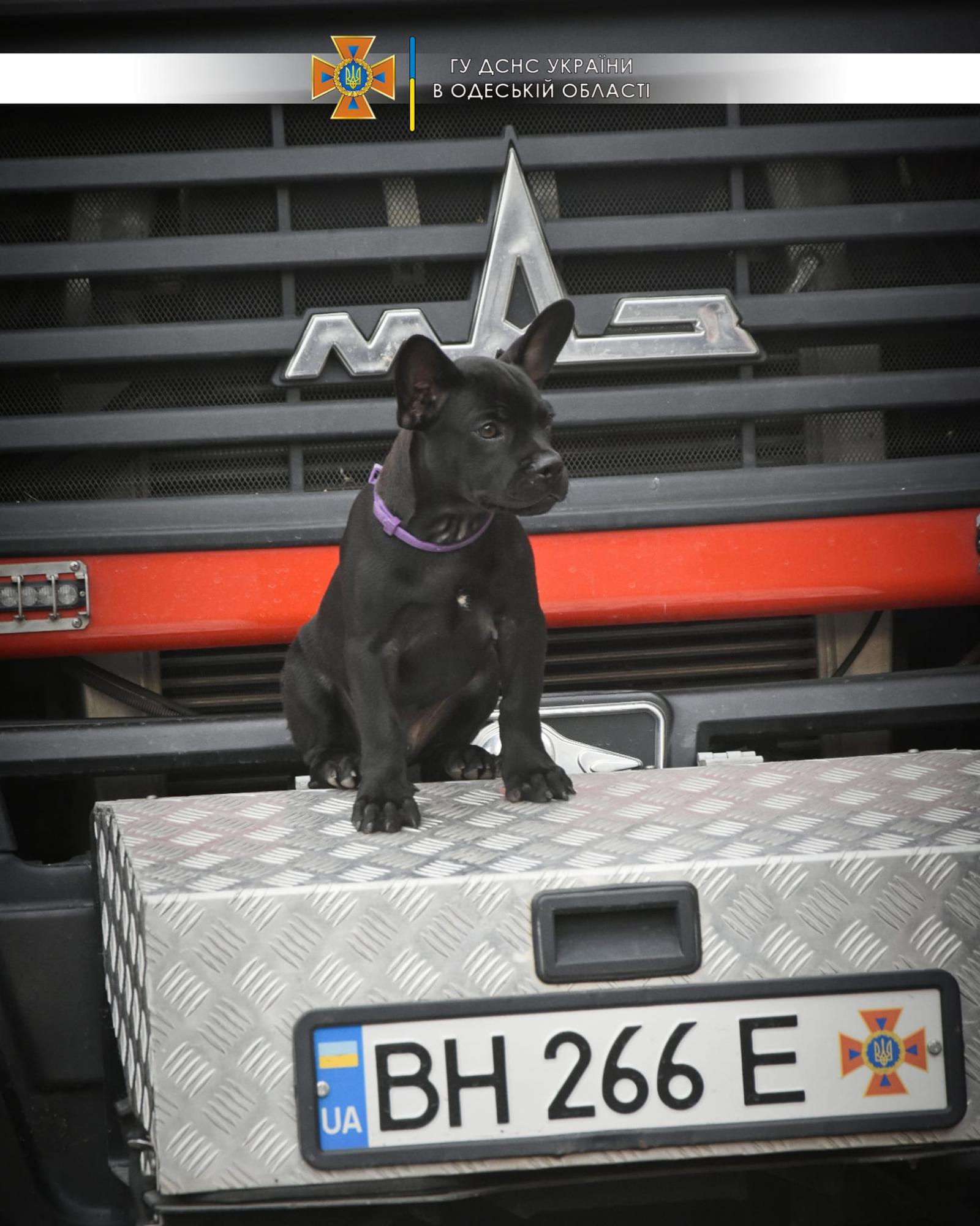 Одесские спасатели показали своего пса-талисмана: Мажор может стать конкурентом Патрону