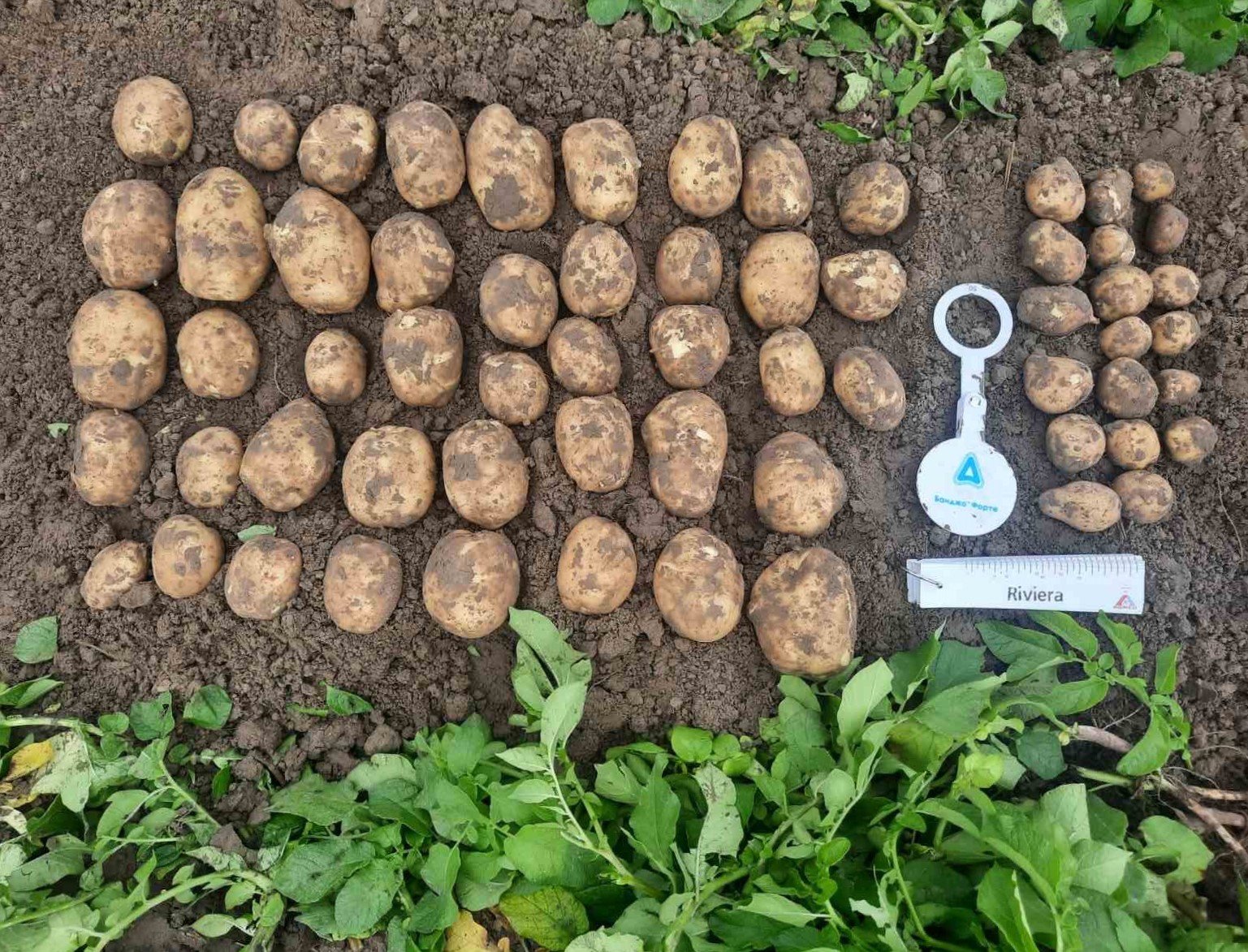 Названо кращі сорти картоплі, які завалять вас врожаєм