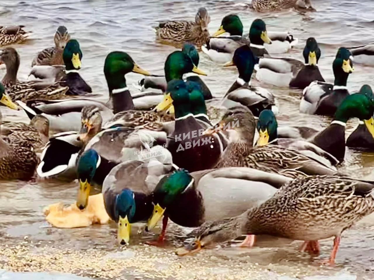 Один з київських парків окупували лебеді, чайки і качки: фантастичні фото