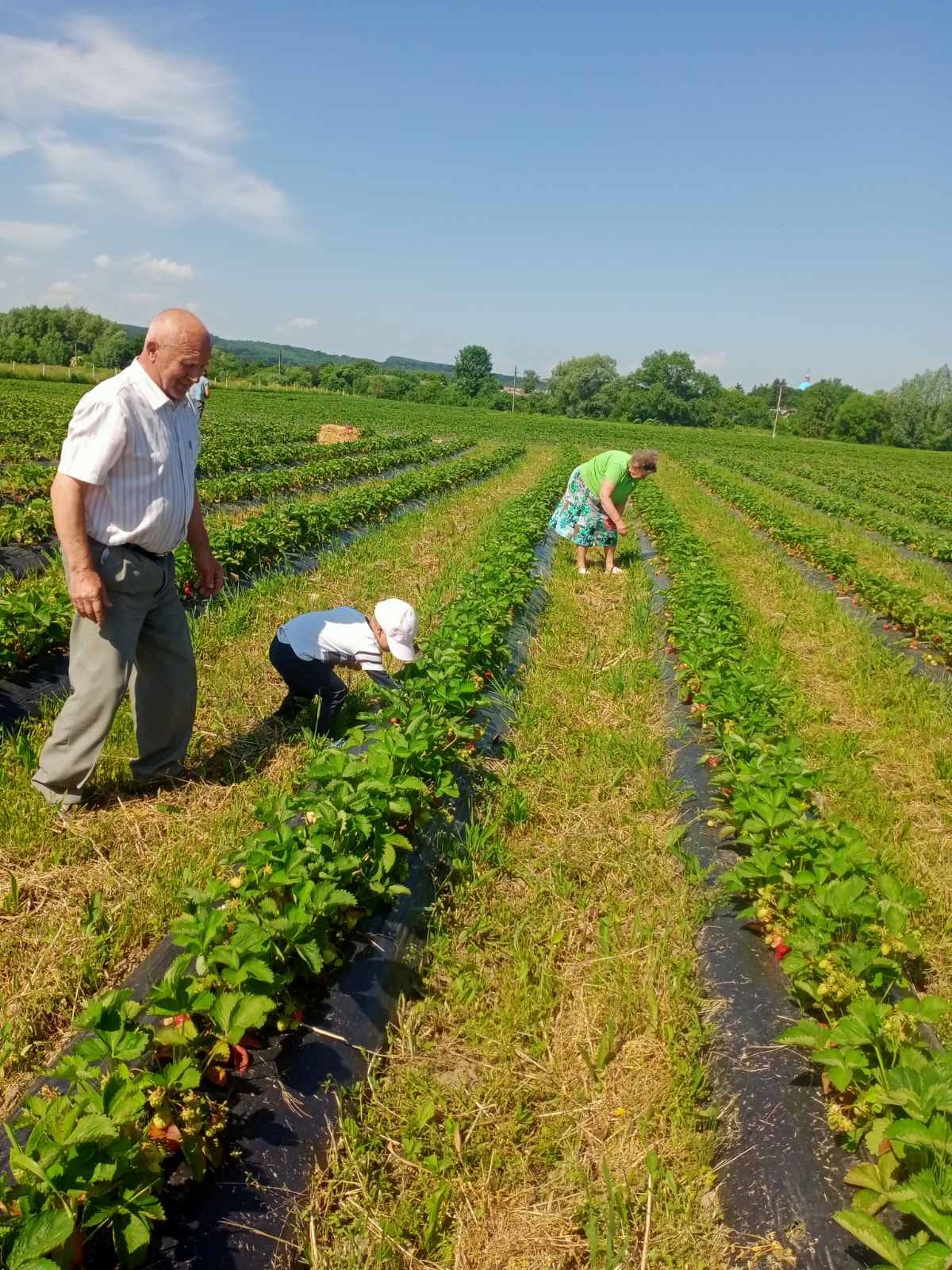 Море ягід. Куди поїхати на відпочинок і збирання полуниці за містом