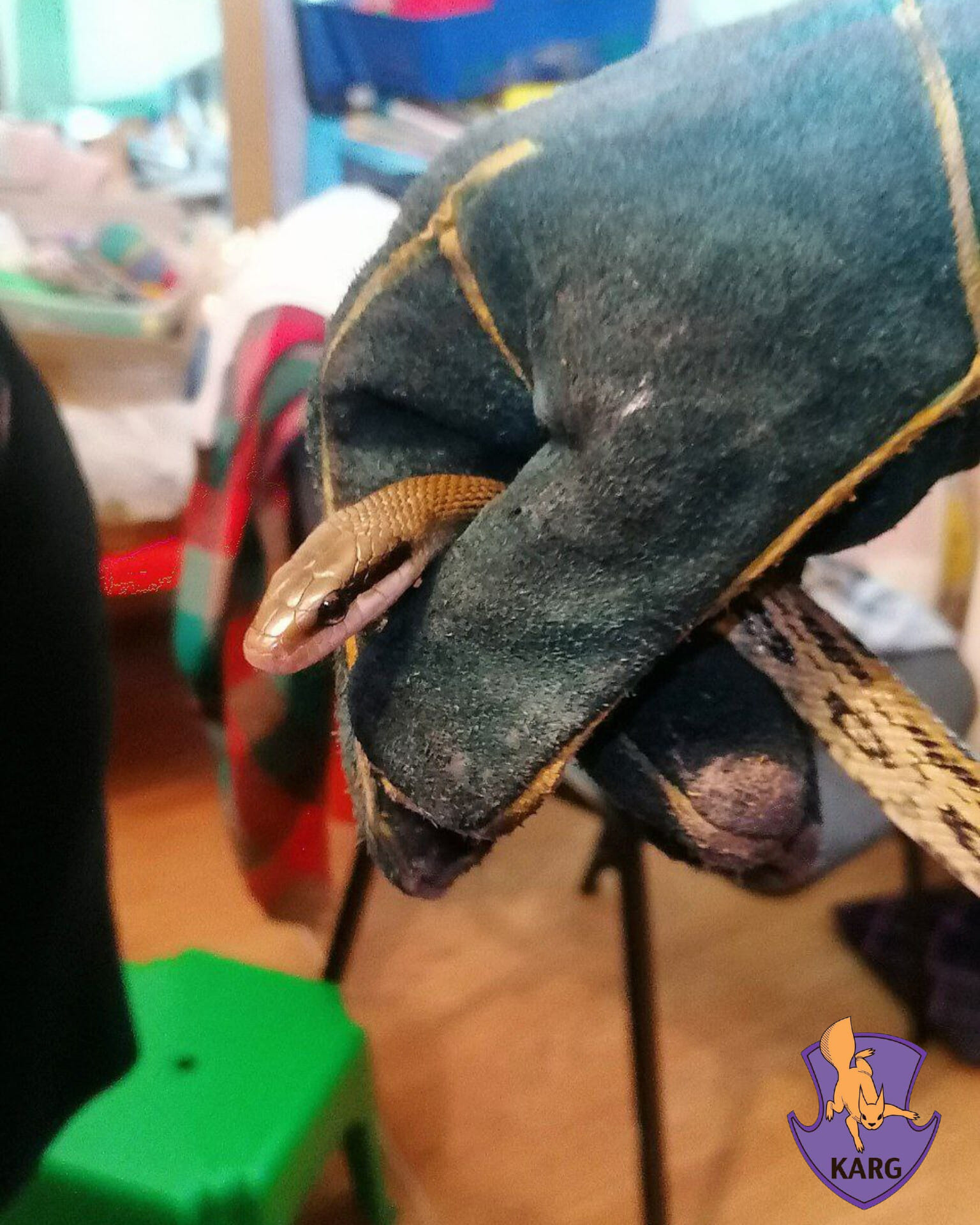 В Киеве женщина нашла змею в своей квартире, а затем начался настоящий детектив