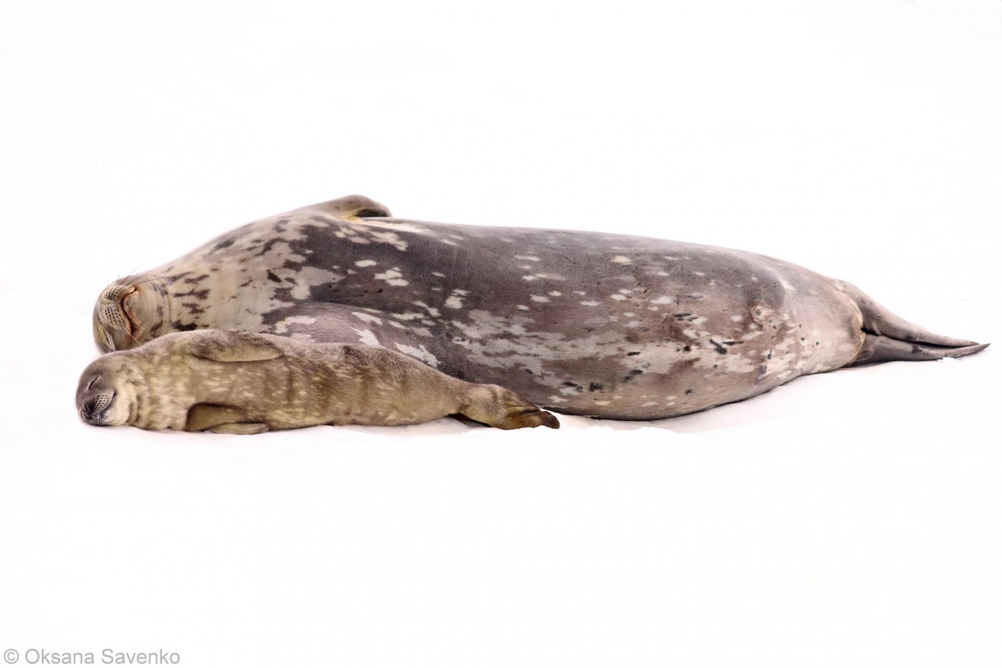 Полярники зі станції Вернадського показали новонароджених тюленят (фото)