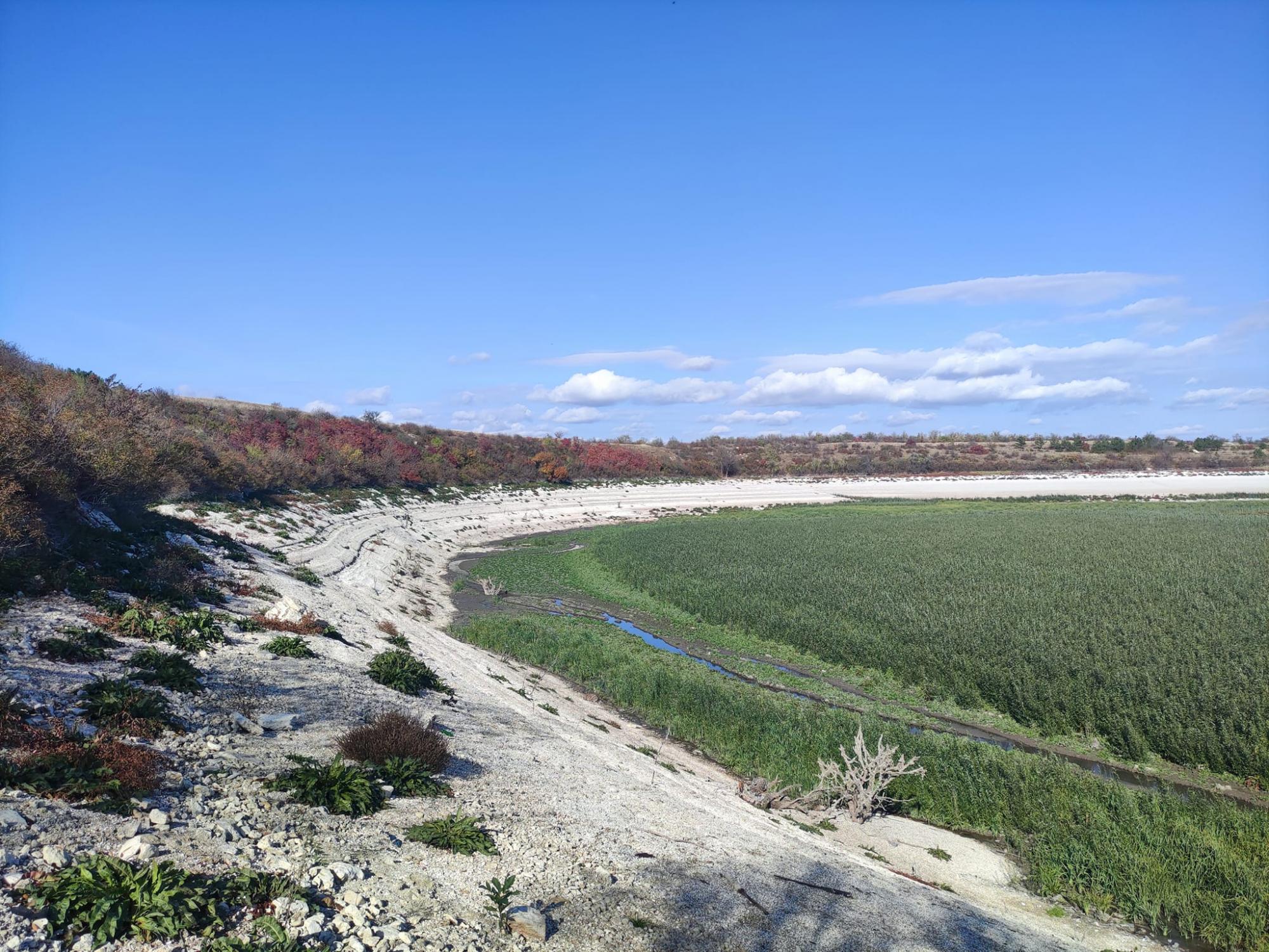 Смотрите, что сейчас выросло на дне Каховского водохранилища (фото, видео)