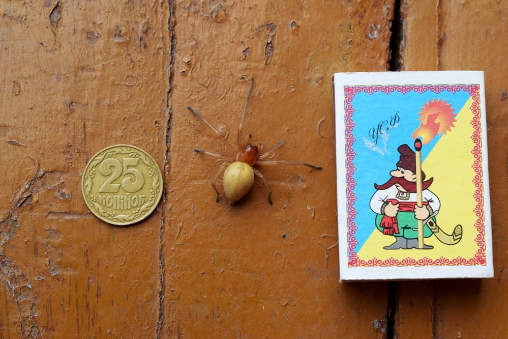 Прыгает и прокалывает кожу: украинцев предупредили о распространении ядовитого паука