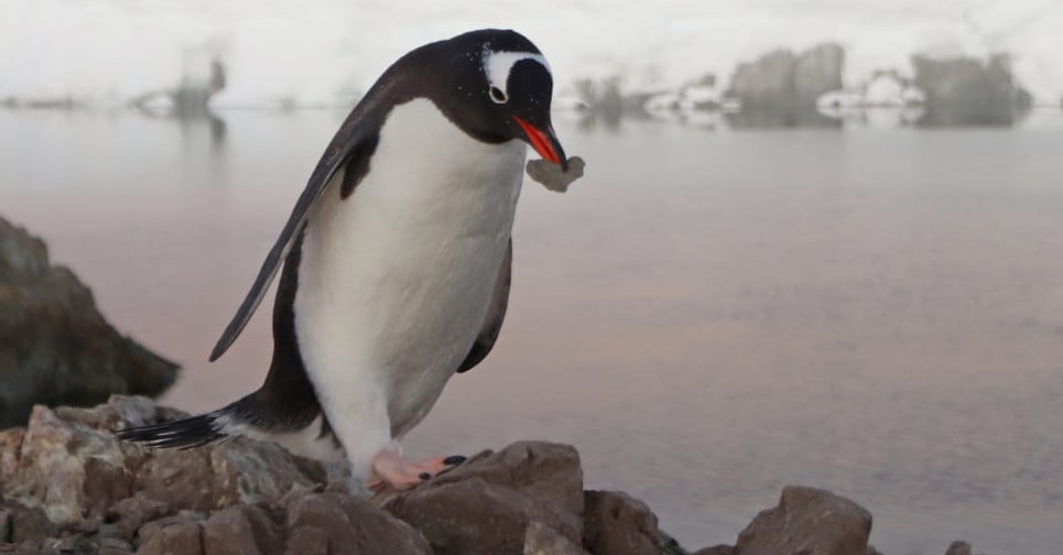 Полярники показали тварин, які виходять з води лише для створення сім'ї: милі фото