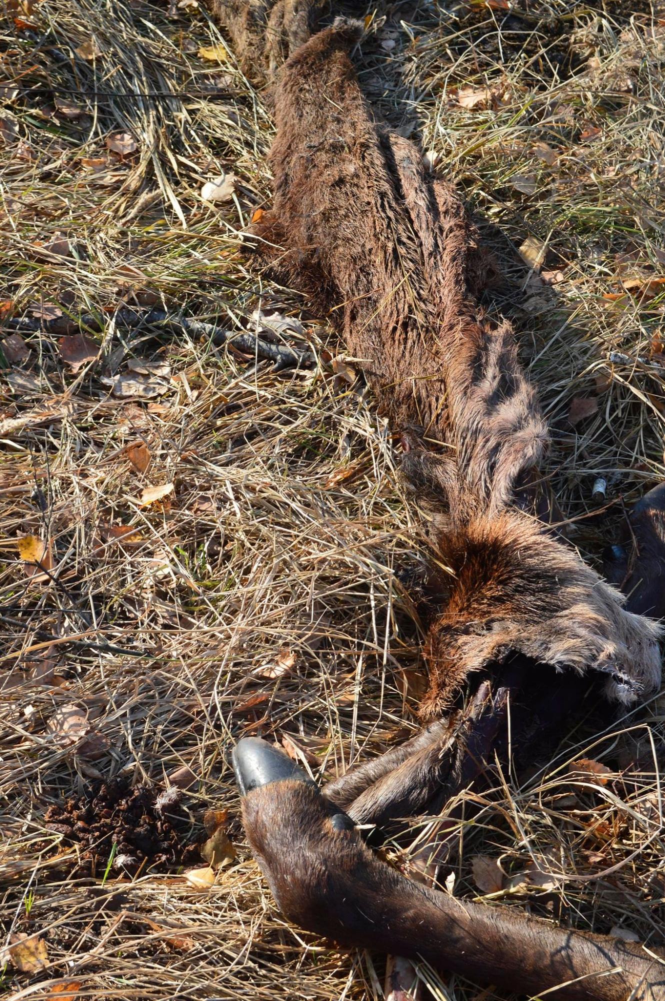 В Чернобыле медведь сломал хребет оленю (фото)
