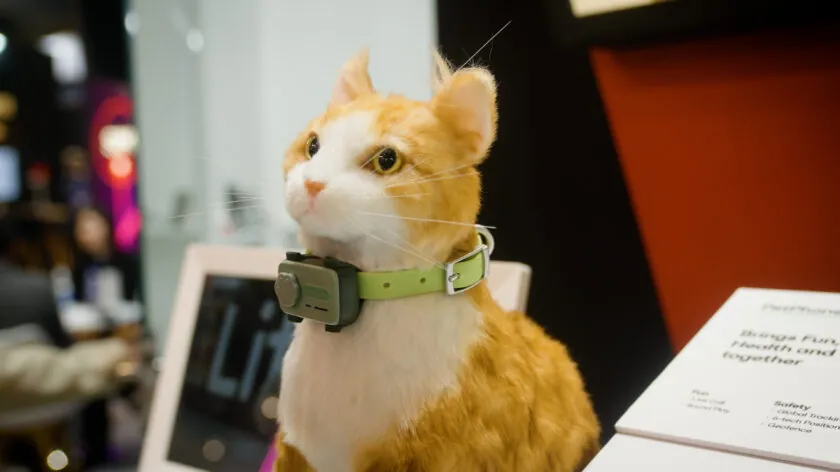 У світі з'явився перший "смартфон" для домашніх улюбленців: навіщо він потрібен і як працює
