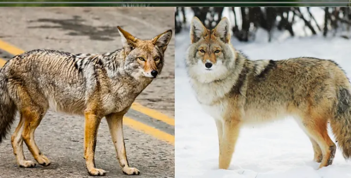 5 диких животных, которые внешне очень похожи на собак (фото)