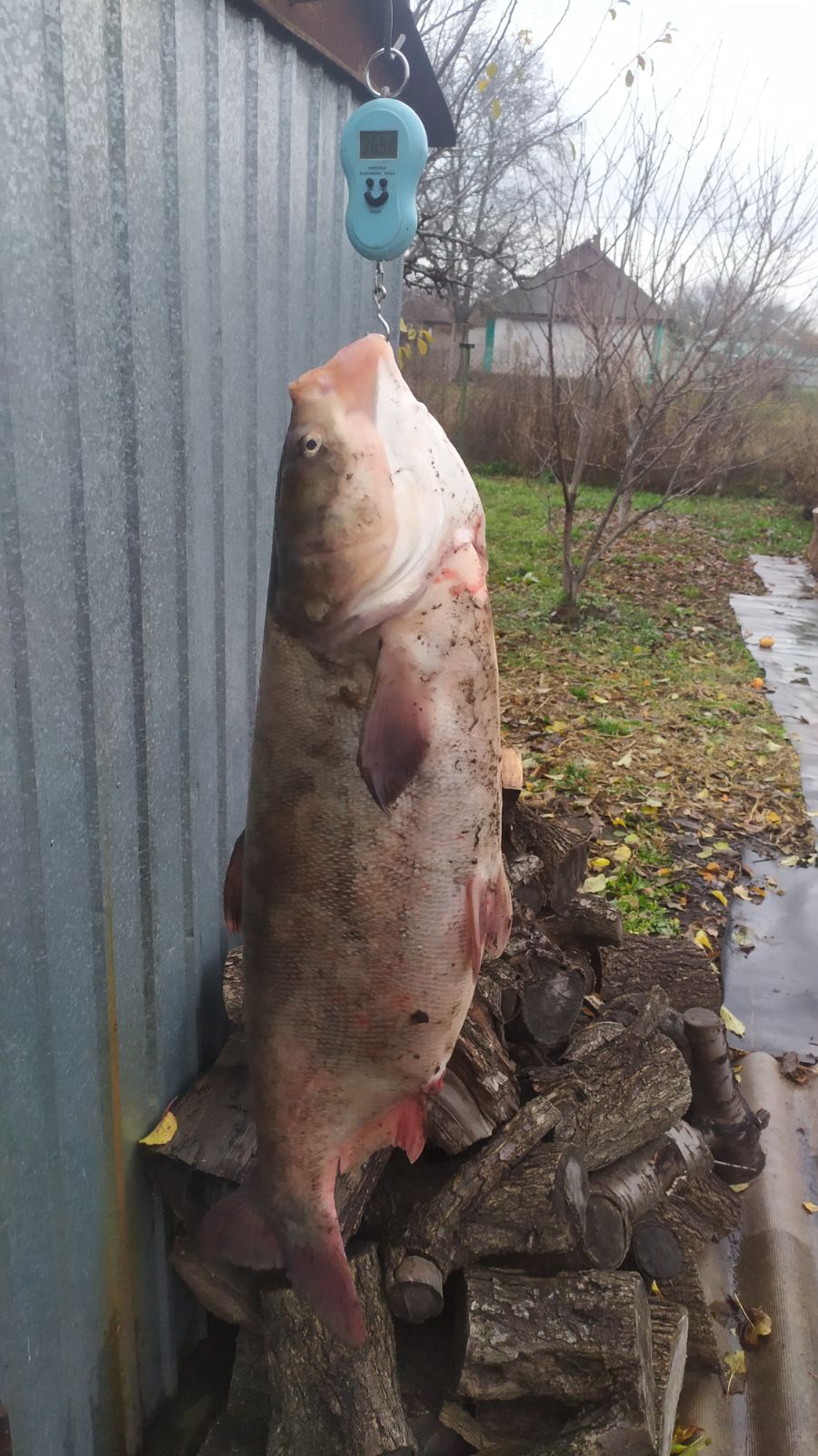 Под Днепром мужчина поймал гигантского толстолобика: таскал по водоему 30 минут