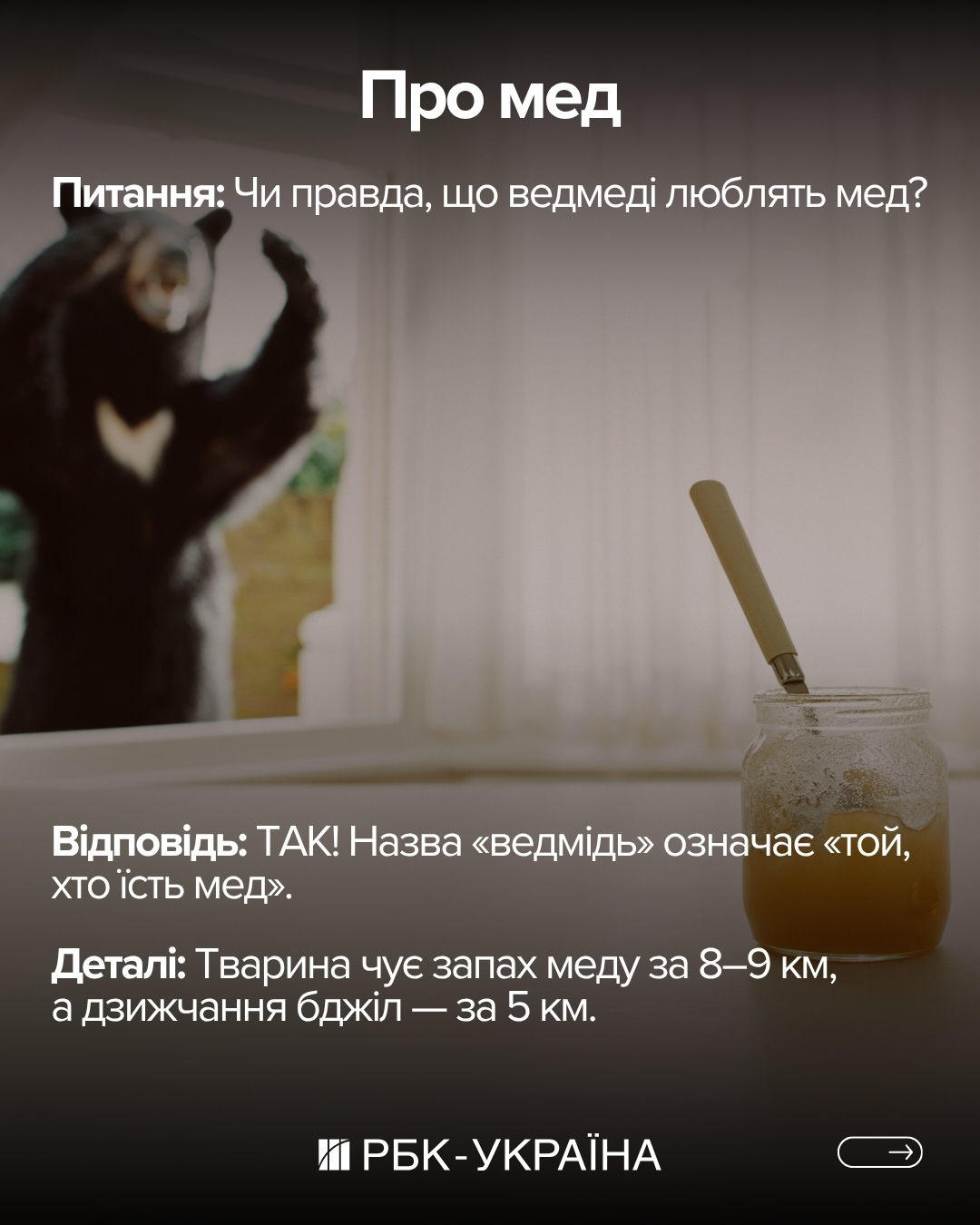 Правда или миф: 10 фактов о медведях, в которые мы верили с детства