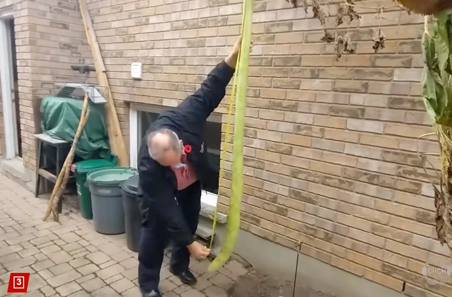 Фермер виростив найдовший кабачок у світі та похвалився врожаєм (фото)