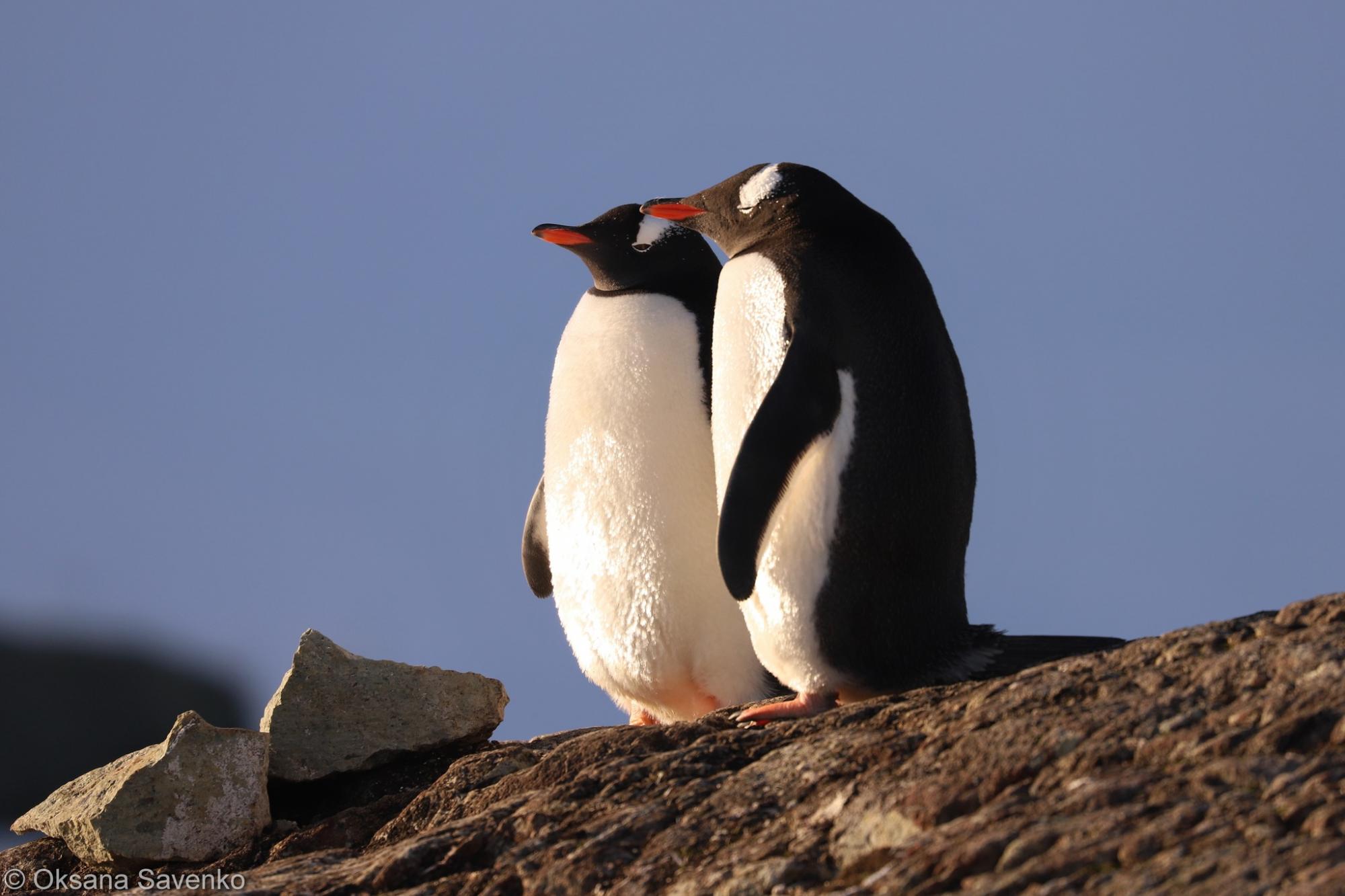 Українські полярники розчулили мережу знімками закоханих пінгвінів