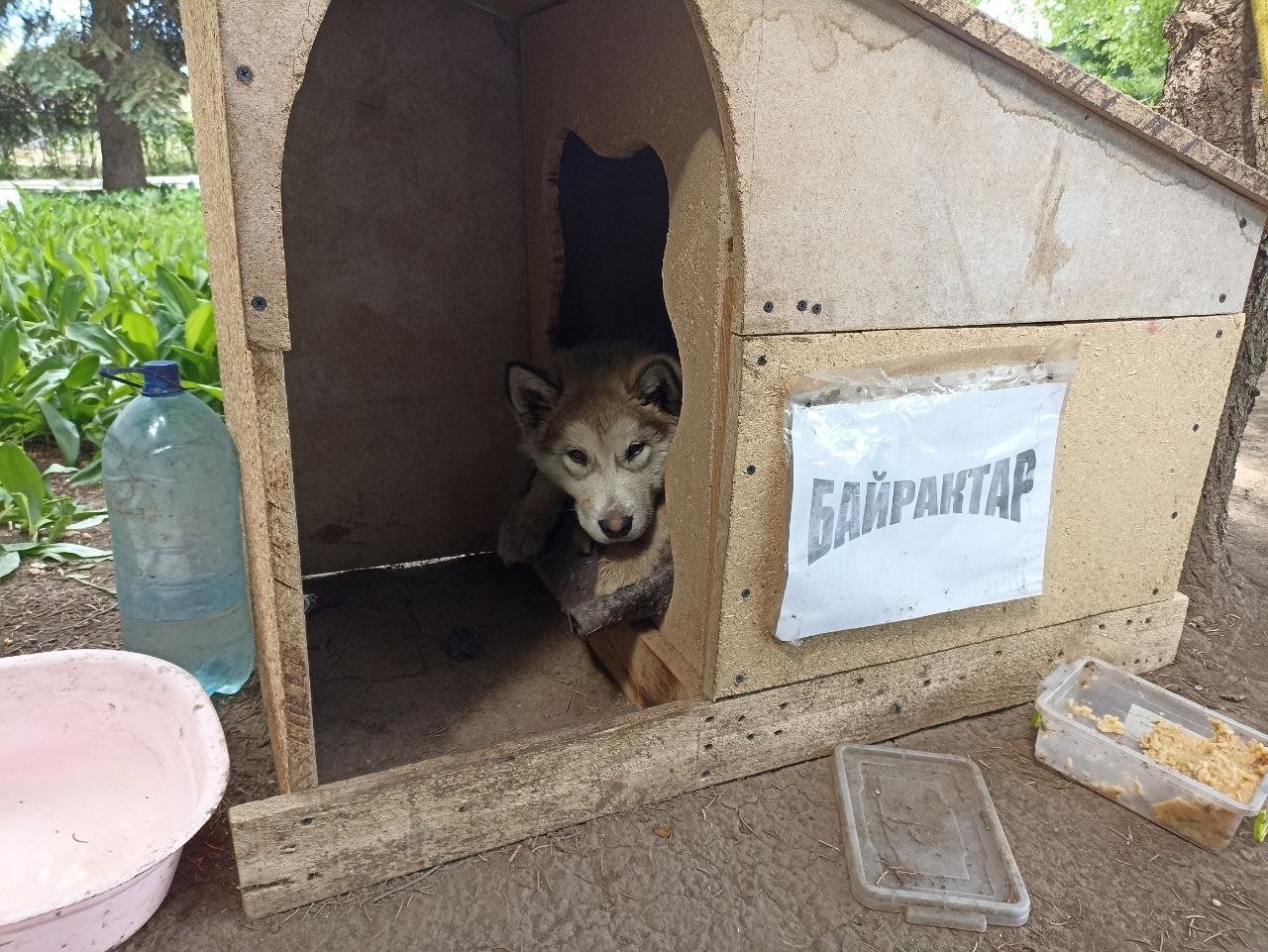 Спасенный щенок подрос, стал "Байрактаром" и теперь служит в ГСЧС: милые фото