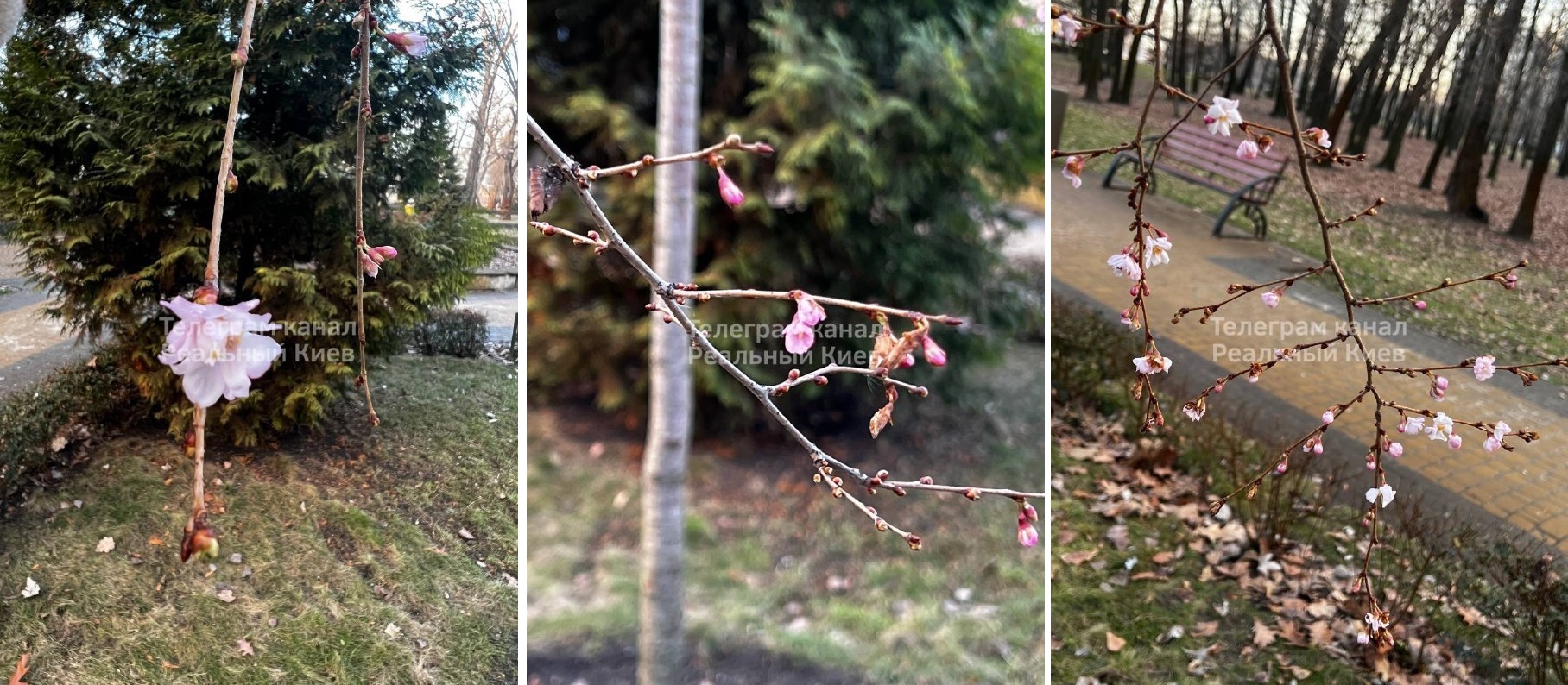 В Киеве из-за аномального потепления распустились сакуры и полетели бабочки (видео)