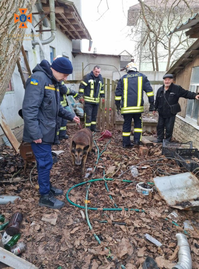 Злякався російських обстрілів: під Києвом рятували собаку, який впав у каналізацію